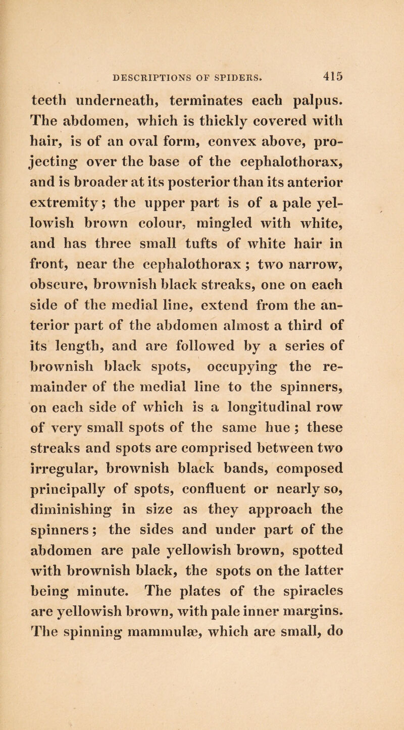 teeth underneath, terminates each palpus. The abdomen, which is thickly covered with hair, is of an oval form, convex above, pro- jecting over the base of the cephalothorax, and is broader at its posterior than its anterior extremity; the upper part is of a pale yel- lowish brown colour, mingled with white, and has three small tufts of white hair in front, near the cephalothorax; two narrow, obscure, brownish black streaks, one on each side of the medial line, extend from the an- terior part of the abdomen almost a third of its length, and are followed by a series of brownish black spots, occupying the re- mainder of the medial line to the spinners, on each side of which is a longitudinal row of very small sjiots of the same hue; these streaks and spots are comprised between two irregular, brownish black bands, composed principally of spots, confluent or nearly so, diminishing in size as they approach the spinners; the sides and under part of the abdomen are pale yellowish brown, spotted with brownish black, the spots on the latter being minute. The plates of the spiracles are yellowish brown, with pale inner margins. The spinning mammulm, which are small, do