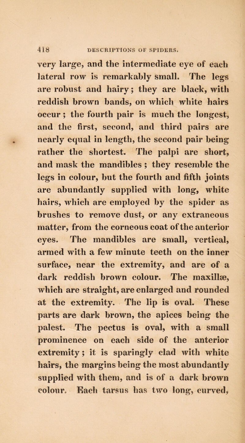 very large, and the intermediate eye of each lateral row is remarkably small. The legs are robust and hairy; they are black, with reddish brown bands, on which white hairs occur; the fourth pair is much the longest, and the first, second, and third pairs are nearly equal in length, the second pair being rather the shortest. The palpi are short, and mask the mandibles ; they resemble the legs in colour, but the fourth and fifth joints are abundantly supplied with long, white hairs, which are employed by the spider as brushes to remove dust, or any extraneous matter, from the corneous coat of the anterior eyes. The mandibles are small, vertical, armed with a few minute teeth on the inner surface, near the extremity, and are of a dark reddish brown colour. The raaxillse, which are straight, are enlarged and rounded at the extremity. The lip is oval. These parts are dark brown, the apices being the palest. The pectus is oval, with a small prominence on each side of the anterior extremity; it is sparingly clad with white hairs, the margins being the most abundantly supplied with them, and is of a dark brown colour. Each tarsus has two long, curved.