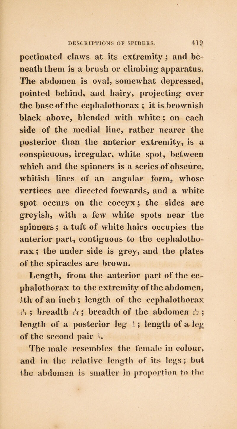 pectinated claws at its extremity; and be« neath them is a brush or climbing apparatus. The abdomen is oval, somewhat depressed, pointed behind, and hairy, projecting over the base of the cephalothorax ; it is brownish black above, blended with white; on each side of the medial line, rather nearer the posterior than the anterior extremity, is a conspicuous, irregular, white spot, between which and the spinners is a series of obscure, whitish lines of an angular form, whose vertices are directed forwards, and a white spot occurs on the coccyx; the sides are greyish, with a few white spots near the spinners; a tuft of white hairs occupies the anterior part, contiguous to the cephalotho- rax ; the under side is grey, and the plates of the spiracles are brown. Length, from the anterior part of the ce- phalothorax to the extremity of the abdomen, Hh of an inch; length of the cephalothorax TT; breadth A; breadth of the abdomen h; length of a posterior leg i; length of a leg of the second pair t. The male resembles the female in colour, and in the relative length of its legs; but the abdomen is smaller in proportion to the