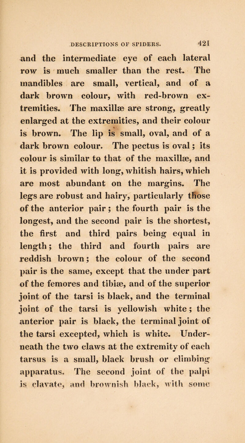 and the intermediate eye of each lateral row is much smaller than the rest* The mandibles are small, vertical, and of a dark brown colour, with red-brown ex- tremities. The maxillm are strong, greatly enlarged at the extremities, and their colour is brown. The lip is small, oval, and of a dark brown colour. The pectus is oval; its colour is similar to that of the maxill80, and it is provided with long, whitish hairs, which are most abundant on the margins. The legs are robust and hairy, particularly those of the anterior pair; the fourth pair is the longest, and the second pair is the shortest, the first and third pairs being equal in length; the third and fourth pairs are reddish brown; the colour of the second pair is the same, except that the under part of the femores and tibiae, and of the superior joint of the tarsi is black, and the terminal joint of the tarsi is yellowish white; the anterior pair is black, the terminal joint of the tarsi excepted, which is white. Under- neath the two claws at the extremitv of each tarsus is a small, black brush or climbing apparatus. The second joint of the palpi is clavate, and brownish black, with some