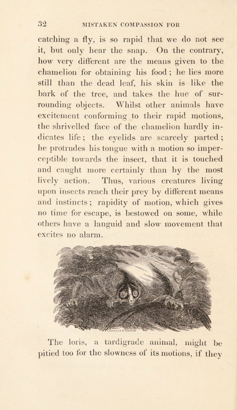 catching a fly, is so rapid that we do not see it, but only hear the snap. On the contrary, how very different are the means given to the chamelion for obtaining his food ; he lies more still than the dead leaf, his skin is like the bark of the tree, and takes the hue of sur- rounding objects. Whilst other animals have excitement conforming to their rapid motions, the shrivelled face of the chamelion hardly in- •j dicates life; the eyelids are scarcely parted; he protrudes his tongue with a motion so imper- ceptible towards the insect, that it is touched and caught more certainly than by the most lively action. Thus, various creatures living upon insects reach their prey by different means and instincts ; rapidity of motion, which gives no time for escape, is bestowed on some, while others have a languid and slow movement that excites no alarm. The Sons, a tardigrade animal, might be pitied too for the slowness of its motions, if they