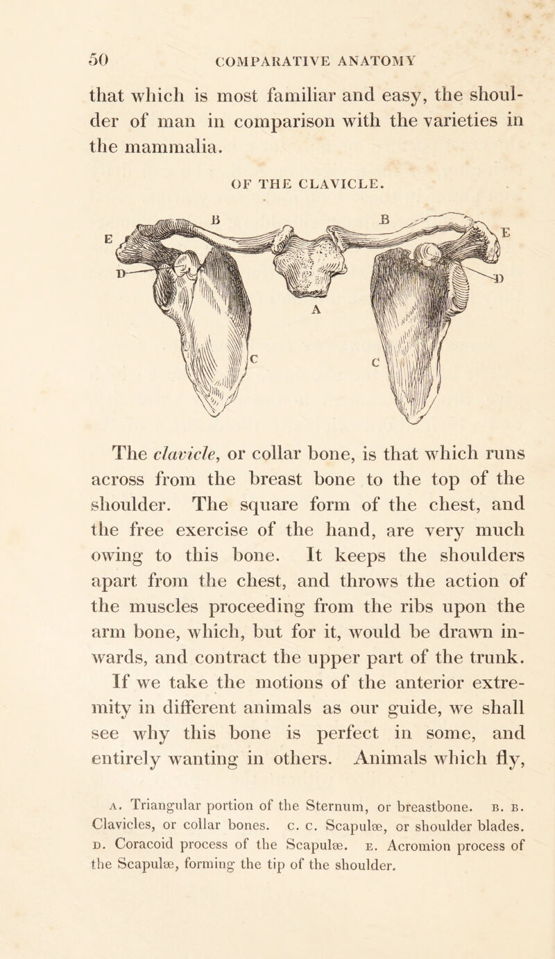 that which is most familiar and easy, the shoul- der of man in comparison with the varieties in the mammalia. OF THE CLAVICLE. The clavicle, or collar bone, is that which runs across from the breast bone to the top of the shoulder. The square form of the chest, and the free exercise of the hand, are very much owing to this bone. It keeps the shoulders apart from the chest, and throws the action of the muscles proceeding from the ribs upon the arm bone, which, but for it, would be drawn in- wards, and contract the upper part of the trunk. If we take the motions of the anterior extre- mity in different animals as our guide, we shall see why this bone is perfect in some, and entirely wanting in others. Animals which fly, a. Triangular portion of the Sternum, or breastbone, b. b. Clavicles, or collar bones, c. c. Scapulae, or shoulder blades. d. Coracoid process of the Scapulae, e. Acromion process of the Scapulae, forming the tip of the shoulder.