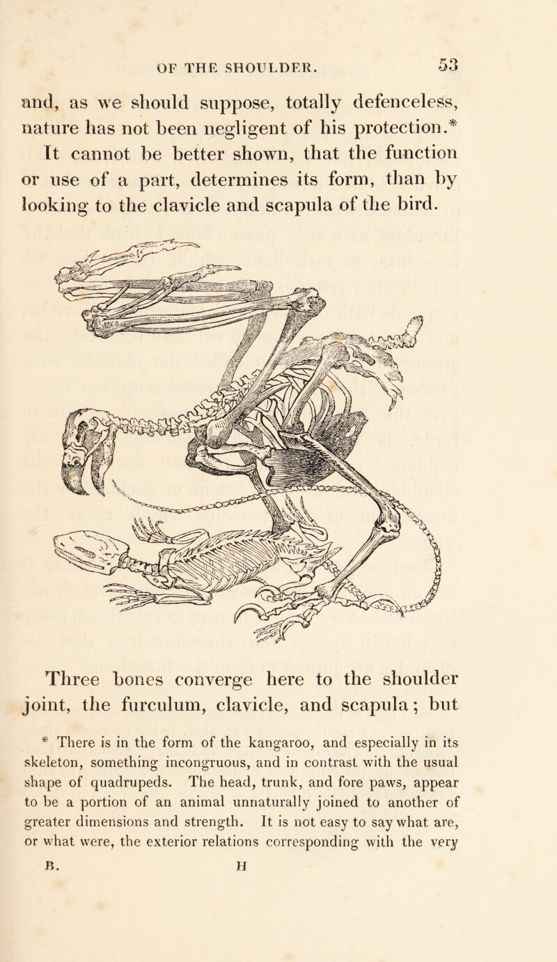 and, as we should suppose, totally defenceless, nature has not been negligent of his protection.* It cannot be better shown, that the function or use of a part, determines its form, than by looking to the clavicle and scapula of the bird. Three bones converge here to the shoulder joint, the furculum, clavicle, and scapula; but * There is in the form of the kangaroo, and especially in its skeleton, something incongruous, and in contrast with the usual shape of quadrupeds. The head, trunk, and fore paws, appear to be a portion of an animal unnaturally joined to another of greater dimensions and strength. It is not easy to say what are, or what were, the exterior relations corresponding with the very B. H