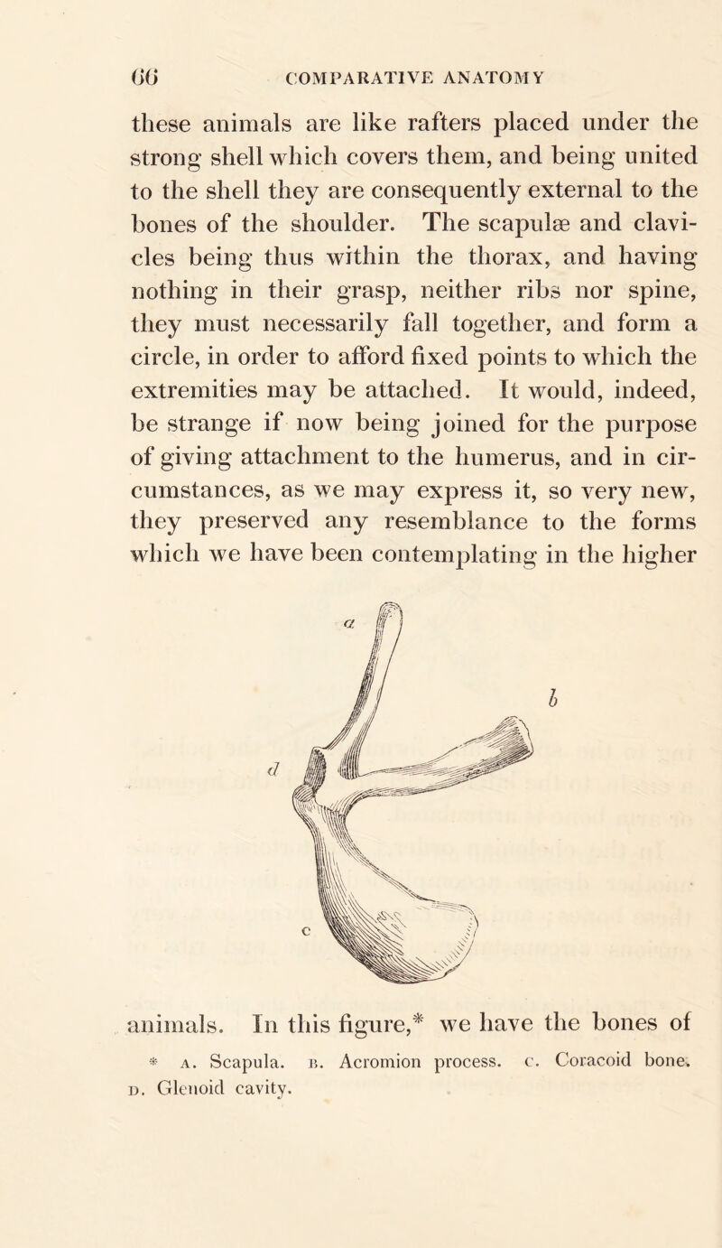 these animals are like rafters placed under the strong shell which covers them, and being united to the shell they are consequently external to the bones of the shoulder. The scapulae and clavi- cles being thus within the thorax, and having nothing in their grasp, neither ribs nor spine, they must necessarily fall together, and form a circle, in order to afford fixed points to which the extremities may be attached. It would, indeed, be strange if now being joined for the purpose of giving attachment to the humerus, and in cir- cumstances, as we may express it, so very new, they preserved any resemblance to the forms which we have been contemplating in the higher h animals. In this figure,* we have the bones of * a. Scapula, b. Acromion process, c. Coracoid bone. d. Glenoid cavity.