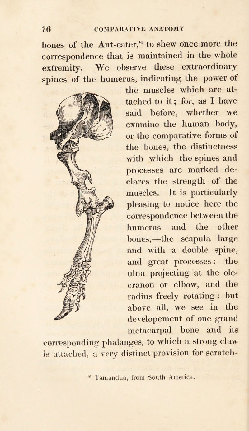 bones of the Ant-eater,* to shew once more the correspondence that is maintained in the whole extremity. We observe these extraordinary spines of the humerus, indicating the power of the muscles which are at- tached to it; for, as I have said before, whether we examine the human body, or the comparative forms of the bones, the distinctness with which the spines and processes are marked de- clares the strength of the muscles. It is particularly pleasing to notice here the correspondence between the humerus and the other bones,—the scapula large and with a double spine, and great processes: the ulna projecting at the ole- cranon or elbow, and the radius freely rotating : but above all, we see in the developement of one grand metacarpal bone and its corresponding phalanges, to which a strong claw is attached, a very distinct provision for scratch- * Tamandua, from South America.