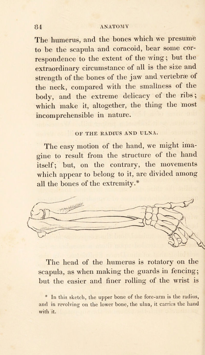 The humerus, and the bones which we presume to be the scapula and coracoid, bear some cor- respondence to the extent of the wing; but the extraordinary circumstance of all is the size and strength of the bones of the jaw and vertebrae of the neck, compared with the smallness of the body, and the extreme delicacy ot the ribs; which make it, altogether, the thing the most incomprehensible in nature. OF THE RADIUS AND ULNA. The easy motion of the hand, we might ima- gine to result from the structure of the hand itself; but, on the contrary, the movements which appear to belong to it, are divided among all the bones of the extremity.* The head of the humerus is rotatory on the scapula, as when making the guards in fencing; but the easier and finer rolling of the wrist is * In this sketch, the upper bone of the fore-arm is the radius, and in revolving on the lower bone, the ulna, it carries the hand with it.