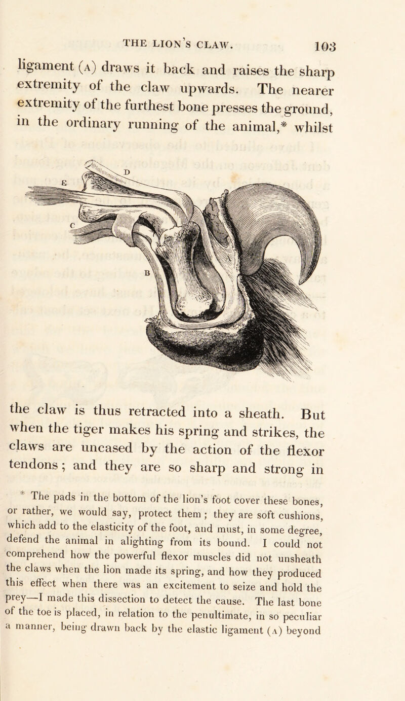 THE LION’S CLAW. 1Q3 ligament (a) draws it back and raises the sharp extremity of the claw upwards. The nearer extremity of the furthest bone presses the ground, in the ordinary running of the animal,* whilst the claw is thus retracted into a sheath. But when the tiger makes his spring and strikes, the claws are uncased by the action of the flexor tendons; and they are so sharp and strong in The pads in the bottom of the lion’s foot cover these bones, or rather, we would say, protect them ; they are soft cushions, which add to the elasticity of the foot, and must, in some degree, defend the animal in alighting from its bound. I could not comprehend how the powerful flexor muscles did not unsheath the claws when the lion made its spring, and how they produced this effect when there was an excitement to seize and hold the prey—I made this dissection to detect the cause. The last bone of the toe is placed, in relation to the penultimate, in so peculiar a manner, being drawn back by the elastic ligament (a) beyond