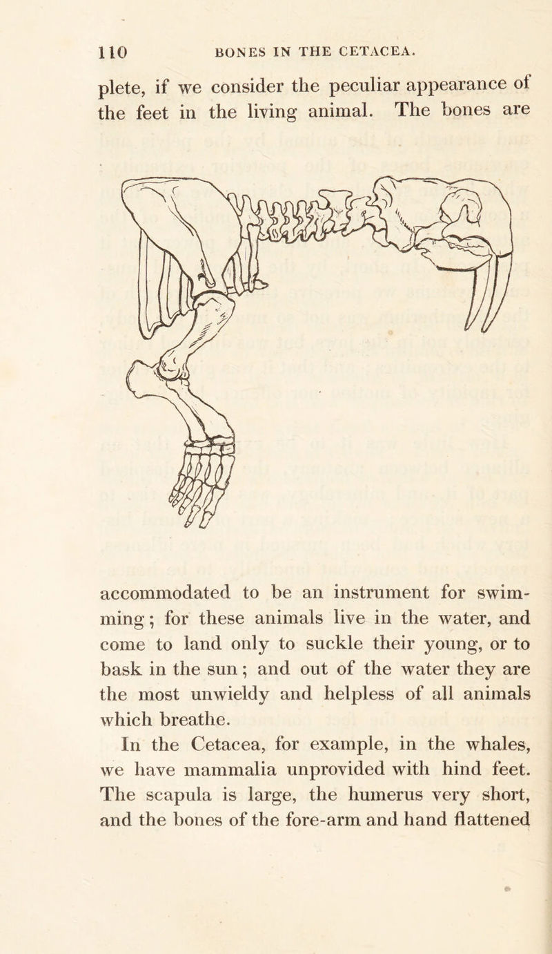plete, if we consider the peculiar appearance ol the feet in the living animal. The hones are accommodated to be an instrument for swim- ming ; for these animals live in the water, and come to land only to suckle their young, or to bask in the sun; and out of the water they are the most unwieldy and helpless of all animals which breathe. In the Cetacea, for example, in the whales, we have mammalia unprovided with hind feet. The scapula is large, the humerus very short, and the bones of the fore-arm and hand flattened