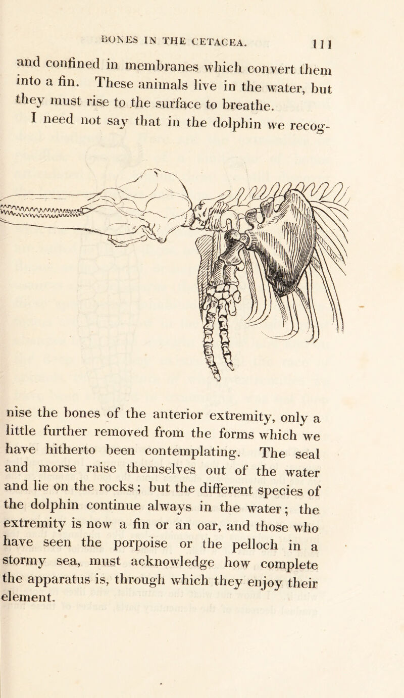 and confined in membranes which convert them mto a fin. These animals live in the water, but they must rise to the surface to breathe. I need not say that in the dolphin we recog- nise the bones of the anterior extremity, only a little further removed from the forms which we have hitherto been contemplating. The seal and morse raise themselves out of the water and lie on the rocks; but the different species of the dolphin continue always in the water; the extremity is now a fin or an oar, and those who have seen the porpoise or the pelloch in a stormy sea, must acknowledge how complete the apparatus is, through which they enjoy their element.