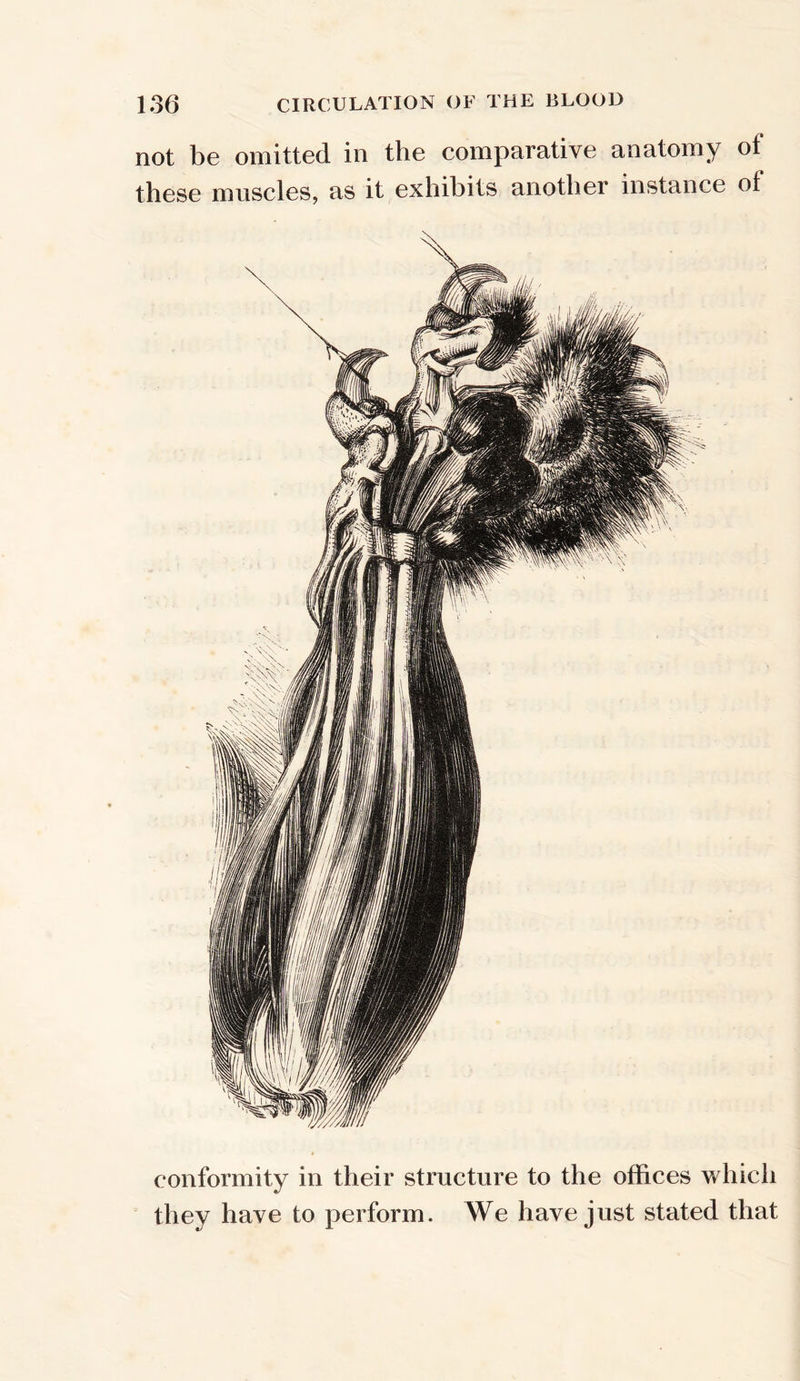 not be omitted in the comparative anatomy of these muscles, as it exhibits another instance of conformity in their structure to the offices which they have to perform. We have just stated that
