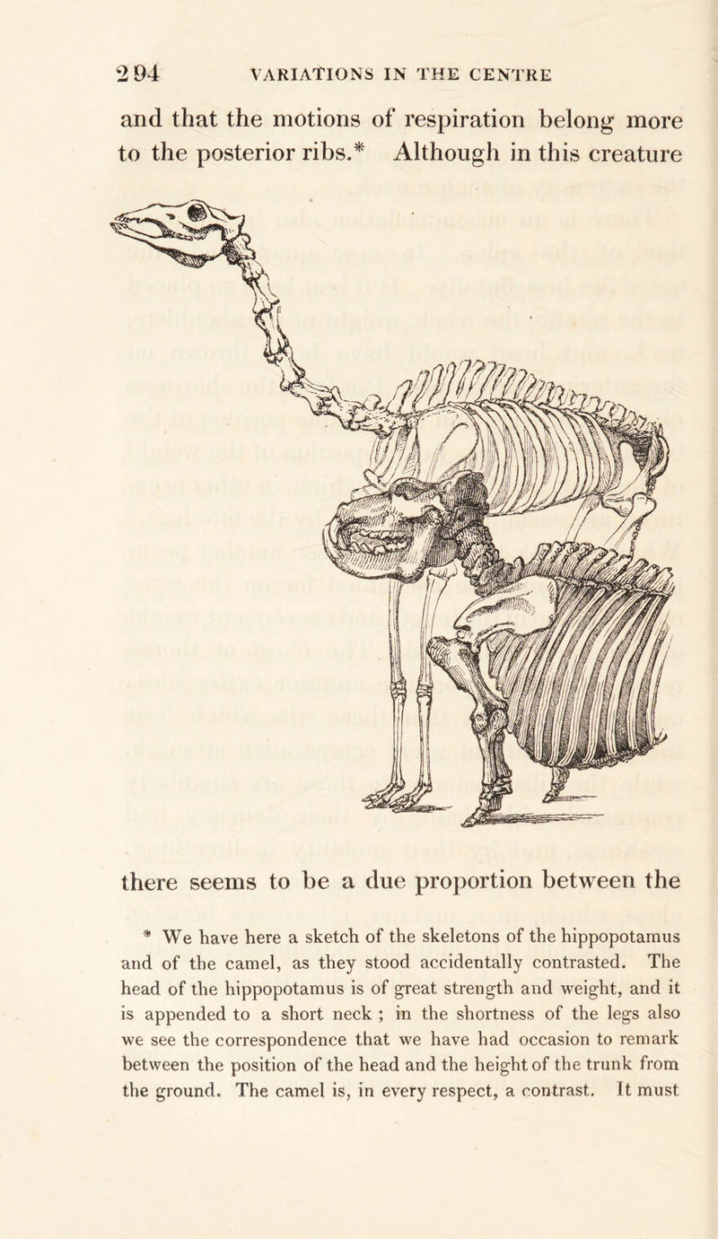 and that the motions of respiration belong more to the posterior ribs.* Although in this creature there seems to be a due proportion between the * We have here a sketch of the skeletons of the hippopotamus and of the camel, as they stood accidentally contrasted. The head of the hippopotamus is of great strength and weight, and it is appended to a short neck ; in the shortness of the legs also we see the correspondence that we have had occasion to remark between the position of the head and the height of the trunk from the ground. The camel is, in every respect, a contrast. It must