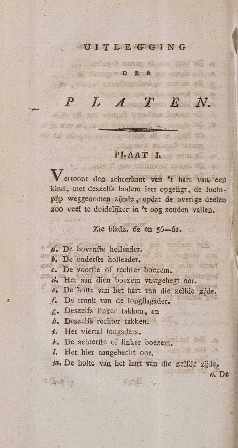 UITLEGGING PLAAT L MVietioont den achterkant van ?t hárt vans een kind, met deszelfs bodem iets opgeligt, de lucht- pip weggenomen:zijnde „opdat de overige deelen. zoo veel te duidelijker in 't oog zouden vallen, . Zie bladz. 62 en 5661, 4. De bovenfte holleader. “gb. De onderíte holleader. €. De voorfte of rechter boezem. X Het aan dien boezem vastgehegt oor. &amp; De holte van het hart van die zelfde zijde. f. De tronk van de longflagader, ge Deszelfs linker takken, en A. Deszelfs rechter takken. à Het viertal loiigaders. k. De achterfte of linker boezem, S M | À. Het hier aangehecht oor. Me De holte van het hart van die zelfde zijde, | - :, De en ann