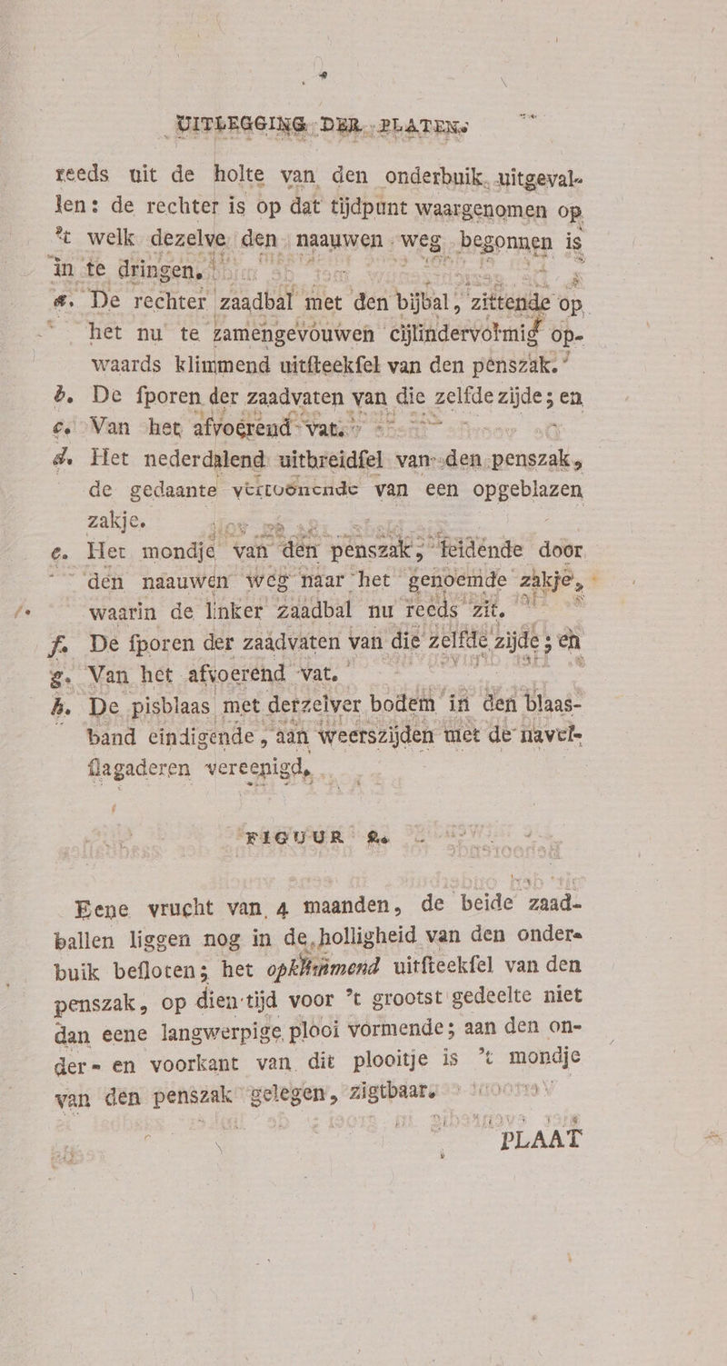 reeds uit de holte van den onderbuik, uitgeval- len: de rechter is op dat tijdpunt waar genomen op *t welk dezelve. den. RANI en ; weg y rione is 4. De rechter zaadbal. met t den EE zittende op, t. Het nu ta damengevóuivei eijlindervotmid op- waards klimmend uitfteekfel van den penszak. ' $. De fporen der zaadvaten gn, die zelfde zijdes en e. Van het afvoerend- vanen asen t d. Het nederdalend uitbreidfel van::den used de gedaante vertoönende van een opgeblazen zakje, DENT : | e. Her mondje. van den Vise feidénde door den naauwen weg naar het genoemde zakje, : waarin de Inker zaadbal nu reeds’ zit, RE f. De fporen der zaädvaten van die zelfde, e zijde; eh g. Van het. afvoerend vate | : b. De pisblaas. met derz 'elver bodem in den blaas- ^ and eindigende, aan weerszijden met de navel Üagaderen vereenigd, FIGUUR £e Eene vrucht van, 4 maanden, de beide zaad- ballen liggen nog in de, .holligheid van den ondere buik befloten; het opkHiimend uitfteekfel van den penszak, op dien:tijd voor t grootst gedeelte niet dan eene langwerpige plooi vormende; aan den on- der = en voorkant van dit plooitje ilc moe van den ies gelegen, uote  31£0019 \ EO FILM
