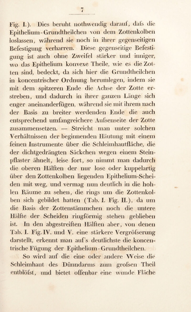 Fig. I.). Dies beruht nothweiidig daraui, dals die Epithelium - Grundtheilchen von dem Zottenkolben loslassen, während sie noch in ihrer gegenseitigen Befestigung verharren. Diese gegenseitige Befesti- gung ist auch ohne Zweifel stärker und inniger, wo das Epithelium konvexe Theile, wie es die Zot- ten sind, bedeckt, da sich hier die Grundtheilchen in koncentrischer Ordnung herumlegen, indem sie mit dem spitzeren Ende die Achse der Zotte er- streben, und dadurch in ihrer ganzen Länge sich enger aneinanderfügen, während sie mit ihrem nach der Basis zu breiter werdenden Ende die auch entsprechend umfangreichere Aufsenseite der Zotte zusammensetzen. — Streicht man unter solchen Verhältnissen der beginnenden Häutung mit einem feinen Instrumente über die Schleimhautfläche, die der dichtgedrängten Säckchen wegen einem Stein- pflaster ähnelt, leise fort, so nimmt man dadurch die oberen Hälften der nur lose oder kuppelartig über den Zottenkolben liegenden Epithelium-Schei- den mit weg, und vermag nun deutlich in die hoh- len Fväume zu sehen, die rings um die Zottenkol- ben sich gebildet hatten (Tab. I. Fig. II.), da um die Basis der Zottenstämmchen noch die untere Hälfte der Scheiden ringförmig stehen geblieben ist. In den abgestreiften Hälften aber, von denen Tab. I. Fig. IV. und V. eine stärkere Vergröfserung darstellt, erkennt man auf’s deutlichste die koncen- trische Fügung der Epithelium-Grundtheilchen. So wird auf die eine oder andere Weise die Schleimhaut des Dünndarms zam grofsen Theil entblöfst, und bietet offenbar eine wunde. Fläche