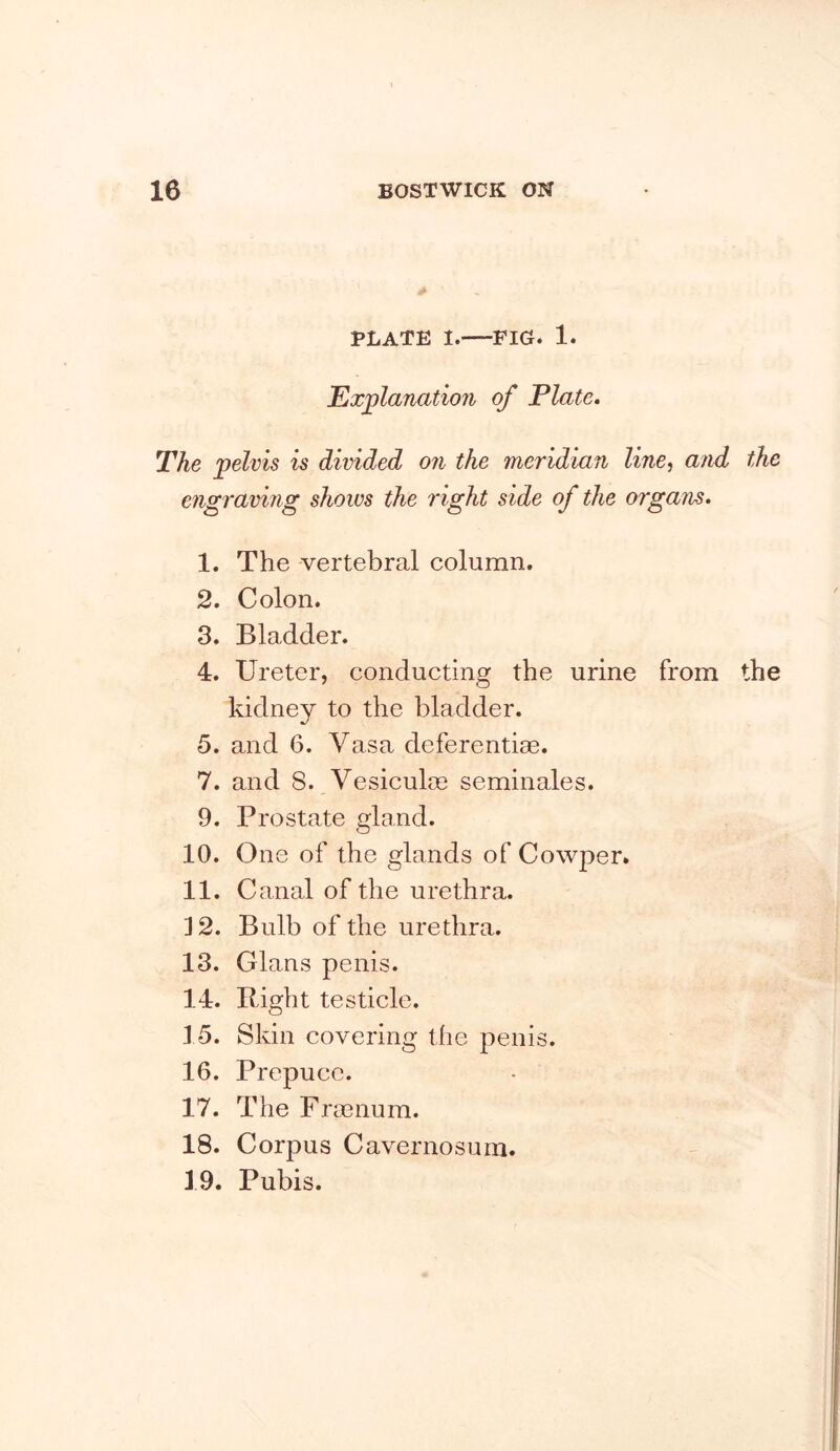 PLATE 1. FIG. 1. Explanation of Plate, The pelvis is divided on the meridian line^ and the engraving shows the right side of the organs. 1. The vertebral column. 2. Colon. 3. Bladder. 4. Ureter, conducting the urine from the kidney to the bladder. 5. and 6. Vasa deferentiae. 7. and 8. Vesiculm seminales. 9. Prostate gland. 10. One of the glands of Cowper. 11. Canal of the urethra. 12. Bulb of the urethra. 13. Gians penis. 14. Right testicle. 15. Skin covering the penis. 16. Prepuce. 17. The Froenum. 18. Corpus Cavernosurn. 19. Pubis.