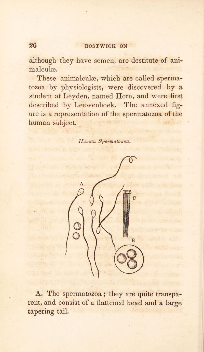although they have semen, are destitute of ani- malcul80. These animalculae, which are called sperma- tozoa by physiologists, were discovered by a student at Leyden, named Horn, and were first described by Leewenhoek. The annexed fig- ure is a representation of the spermatozoa of the human subject. Human Spermatozoa. A. The spermatozoa; they are quite transpa- rent, and consist of a flattened head and a large tapering tail.