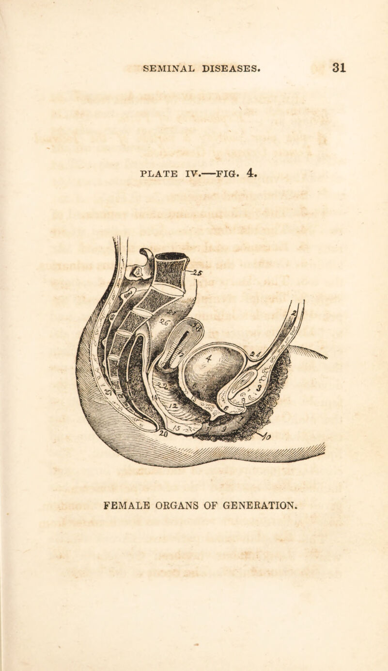 Ck/*- PLATE IV. FIG. 4. FEMALE ORGANS OF GENERATION
