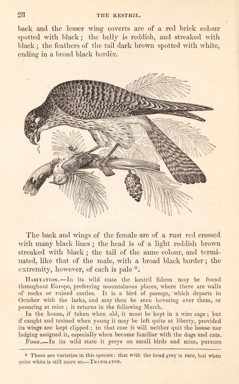 / back and the lesser wing coverts are of a red brick colour spotted with black; the belly is reddish, and streaked with black; the feathers of the tail dark brown spotted with white, ending in a broad black border. The back and wings of the female are of a rust red crossed with many black lines ; the head is of a light reddish brown streaked with black; the tail of the same colour, and termi- nated, like that of the male, with a broad black border; the extremity, however, of each is pale Habitation.—In its wild state the kestril falcon may be found throughout Europe, preferring mountainous places, where there are w’alls of rocks or ruined castles. It is a bird of passage, which departs in October with the larks, and may then be seen hovering over them, or pouncing at mice ; it returns in the following March. In the house, if taken wdien old, it must be kept in a wire cage; hut if caught and trained when young it may he left quite at liberty, provided its wings are kept clipped ; in that case it will neither quit the house nor lodging assigned it, especially when become familiar with the dogs and cats. Food.—In its wild state it preys on small birds and mice, pursues * There are varieties in this species: that with the head grej' is rare, but when quite white is still more so.—Tkanslator.