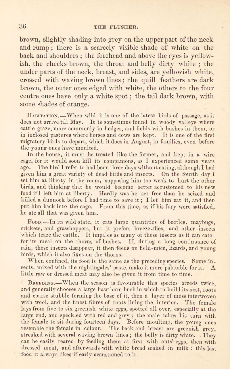 broA^Hi, slightly shading into grey on the upper part of the neck and rump; there is a scarcely visible shade of white on the back and shoulders ; the forehead and above the eyes is yellow- ish, the cheeks brown, the throat and belly dirty white ; the under parts of the neck, breast, and sides, are yellowish white, crossed with waving brown lines; the quill feathers are dark brown, the outer ones edged with white, the others to the four centre ones have only a white spot; the tail dark brown, with some shades of orange. Habitation.—When wild it is one of the latest birds of passage, as it does not arrive till May. It is sometimes found in woody valleys where cattle graze, more commonly in hedges, and fields with bushes in them, or in inclosed pastures where horses and cows are kept. It is one of the first migratory birds to depart, which it does in August, in families, even before the young ones have moulted. In the house, it must be treated like the former, and kept in a wire cage, for it would soon kill its companions, as I experienced some years ago. The bird I refer to had been three days without eating, although I had given him a great variety of dead birds and insects. On the fourth day I set him at liberty in the room, supposing him too weak to hurt the other birds, and thinking that he would become better accustomed to his new food if I left him at liberty. Hardly was he set free than he seized and killed a dunnock before I had time to save it; I let him eat it, and then put him back into the cage. From this time, as if his fury were satisfied, he ate all that was given him. Food—In its wild state, it eats large quantities of beetles, maybugs, crickets, and grasshoppers, but it prefers breeze-flies, and other insects which teaze the cattle. It impales as many of these insects as it can catc; for its meal on the thorns of bushes. If, during a long continuance of rain, these insects disappear, it then feeds on field-mice, lizards, and young birds, which it also fixes on the thorns. When confined, its food is the same as the preceding species. Some in- sects, mixed with the nightingales’ paste, make it more palatable for it. A little raw or dressed meat may also be given it from time to time. Breeding.—When the season is favourable this species breeds twice, and generally chooses a large hawthorn bush in which to build its nest, roots and coarse stubble forming the base of it, then a layer of moss interwoven with wool, and the finest fibres of roots lining the interior. The female lays from five to six greenish white eggs, spotted all over, especially at the large end, and speckled with red and grey ; the male takes his turn with the female to sit during fourteen days. Before moulting, the young ones resemble the female in colour. The back and breast are greenish grey, streaked with several waving brown lines ; the belly is dirty white. . They can be easily reared by feeding them at first with ants’ eggs, then with dressed meat, and afterwards with white bread soaked in milk : this last food it always likes if early accustomed to it.