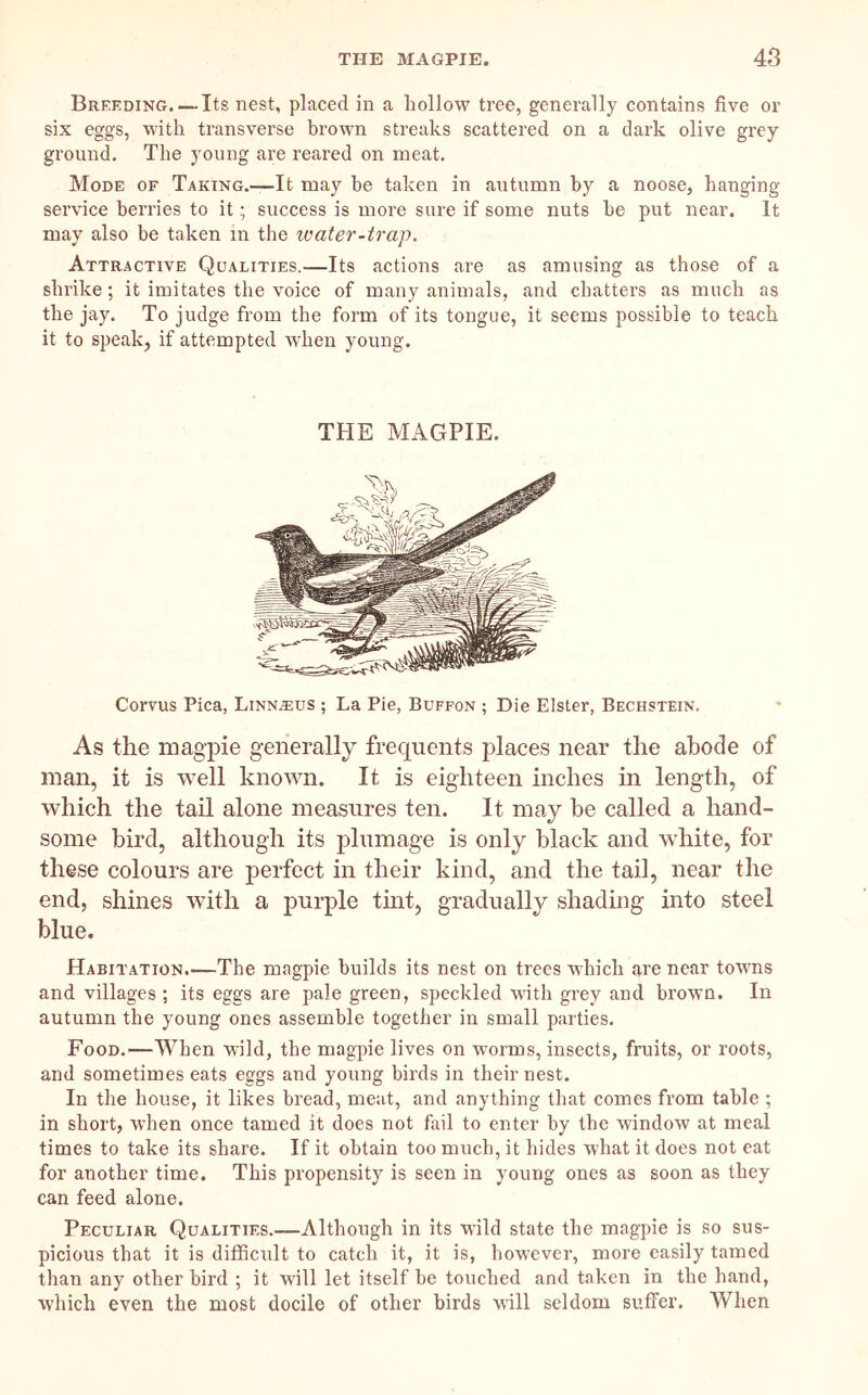 Breeding, — Its nest, placed in a hollow tree, generally contains five or six eggs, with transverse brown streaks scattered on a dark olive grey ground. The young are reared on meat. Mode of Taking.—It may he taken in autumn by a noose, hanging service berries to it; success is more sure if some nuts he put near. It mav also be taken in the loater-trap. Attractive Qualities.—Its actions are as amusing as those of a shrike; it imitates the voice of many animals, and chatters as much as the jay. To judge from the form of its tongue, it seems possible to teach it to speak, if attempted when young. THE MAGPIE. Corvus Pica, Linnaeus ; La Pie, Buffon ; Die Elster, Bechstein. As the magpie generally frequents places near the abode of man, it is well known. It is eighteen inches in length, of which the tail alone measures ten. It may he called a hand- some bird, although its plumage is only black and white, for these colours are perfect in their kind, and the tail, near the end, shines with a purple tint, gradually shading into steel blue. Habitation.—The magpie builds its nest on trees which are near towns and villages ; its eggs are pale green, speckled with grey and brown. In autumn the young ones assemble together in small parties. Food.—When wild, the magpie lives on worms, insects, fruits, or roots, and sometimes eats eggs and young birds in their nest. In the house, it likes bread, meat, and anything that comes from table ; in short, when once tamed it does not fail to enter by the window at meal times to take its share. If it obtain too much, it hides what it does not eat for another time. This propensity is seen in young ones as soon as they can feed alone. Peculiar Qualities.—Although in its wild state the magpie is so sus- picious that it is difficult to catch it, it is, however, more easily tamed than any other bird ; it will let itself he touched and taken in the hand, which even the most docile of other birds wall seldom suffer. When