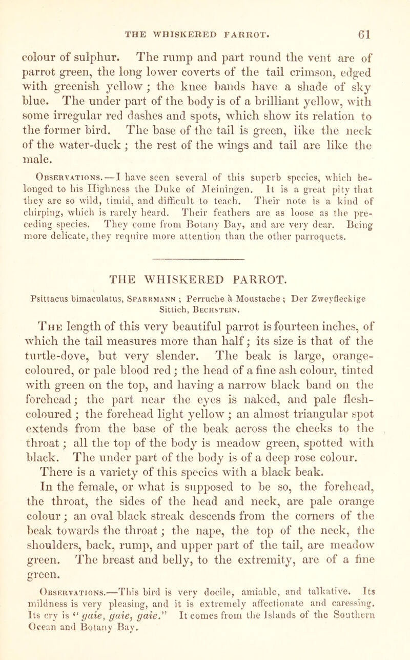 colour of sulphur. The rump and part round the vent are of parrot green, the long lower coverts of the tail crimson, edged with greenish yellow ; the knee bands have a shade of sky blue. The under part of the body is of a brilliant yellow, with some irregular red dashes and spots, which show its relation to the former bird. The base of the tail is green, like the neck of the water-duck ; the rest of the wings and tail are like the male. Observations. — I ha,ve seen several of tliis superb species, which be- longed to his Highness the Duke of Meiningen. It is a great ])ity that they are so wild, timid, and difficult to teach. Tlieir note is a kind of chirping, which is rarely heard. Their feathers are as loose as the pre- ceding species. They come from Botany Bay, and are very dear. Being more delicate, they require more attention than the other parroqucts. THE WHISKERED PARROT. Psittacus bimaculatus, Spaurmann ; Perruche a Moustache ; Der Zweyfleckige Sittich, Pechstein. The length of this very beautiful parrot is fourteen inches, of tvhich the tail measures more than half; its size is that of the turtle-dove, but very slender. The beak is large, orange- coloured, or pale blood red; the head of a fine ash colour, tinted with green on the top, and having a narrow black band on tlie forehead; the part near the eyes is naked, and pale flesh- coloured ; the forehead light yellow ; an almost triangular spot extends from the base of the beak across the cheeks to tlie throat; all the top of the body is meadow green, spotted with black. The under part of the body is of a deep rose colour. There is a variety of this species with a black beak. In the female, or what is supposed to be so, the forehead, the throat, the sides of the head and neck, are pale orange colour; an oval black streak descends from the corners of the beak towards the throat; the nape, the top of the neck, the shoulders, back, rump, and upper part of the tail, are meadow green. The breast and belly, to the extremity, are of a fine green. Observations.—This bird is very docile, amiable, and talkative. Its mildness is very pleasing, and it is extremely affectionate and caressing. Its cry is gaie, gaie, gaie. It comes from the Islands of the Southern Ocean and Botany Bay.