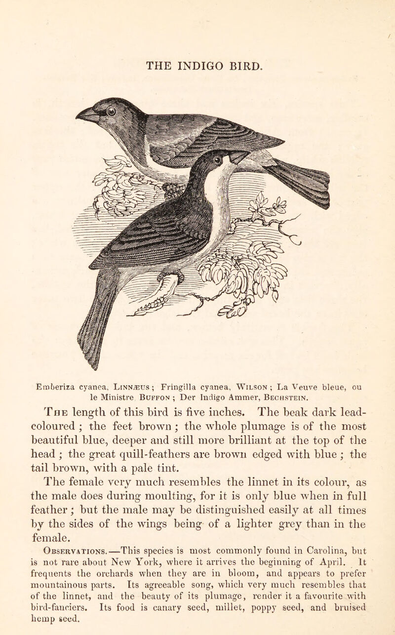 Emberiza cyanea, Linnaeus; Fringilla cyanea, Wilson; La Veuve bleue, ou le Ministre Buffon ; Der Indigo Ammer, Bechstein. The length of this bird is five inches. The beak dark lead- coloured ; the feet brown ; the whole plumage is of the most beautiful blue, deeper and still more brilliant at the top of the head ; the great quill-feathers are brown edged with blue ; the tail brown, with a pale tint. The female very much resembles the linnet in its colour, as the male does during moulting, for it is only blue when in full feather; but the male may be distinguished easily at all times by the sides of the wings being of a lighter grey than in the female. Observations.—This species is most commonly found in Carolina, but is not rare about New York, where it arrives the beginning of April. It frequents the orchards when they are in bloom, and appears to prefer mountainous parts. Its agreeable song, which very mucli resembles that of the linnet, and the beauty of its plumage, render it a favoui’ite with bird-fanciers. Its food is canary seed, millet, poppy seed, and bruised hemp seed.