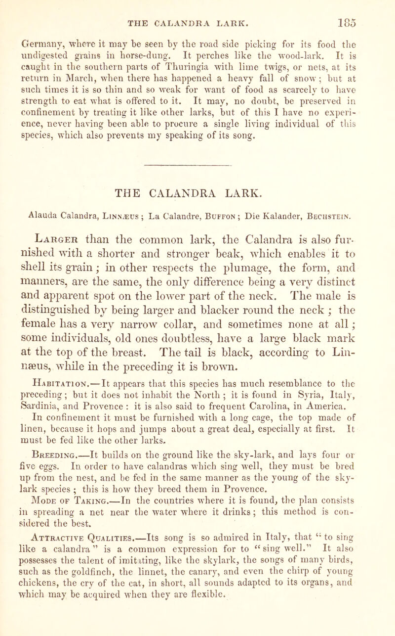 Germany, where it may be seen by the road side picking for its food tlie undigested grains in horse-dung. It perches like the wood-lark. It is caught in the southern parts of Thuringia with lime twigs, or nets, at its return in March, when there has happened a heavy fall of snow; but at such times it is so thin and so w’eak for want of food as scarcely to have strength to eat what is offered to it. It may, no doubt, be preserved in confinement by treating it like other larks, but of this I have no experi- ence, never having been able to procure a single living individual of this species, which also prevents my speaking of its song. THE CALANDRA LARK. Alauda Calandra, Linnaeus ; La Calandre, Buffon ; Die Kalander, Bechstesn. Larger than the common lark, the Calandra is also fur- nished with a shorter and stronger beak, which enables it to shell its grain; in other respects the plumage, the form, and maimers, are the same, the only difference being a very distinct and apparent spot on the lower part of the neck. The male is distmgnished by being larger and blacker round the neck ; the female has a very narrow collar, and sometimes none at all; some individuals, old ones doubtless, have a large black mark at the top of the breast. The tail is black, according to Lin- naeus, while in the preceding it is brown. Habitation.—It appears tliat this species has much resemblance to the preceding; but it does not inhabit the North ; it is found in Syria, Italy, Sardinia, and Provence : it is also said to frequent Carolina, in America. In confinement it must be furnished with a long cage, the top made of linen, because it hops and jumps about a great deal, especially at first. It must be fed like the other larks. Breeding.—It builds on the ground like the sky-lark, and lays four or five eggs. In order to have calandras which sing well, they must be bred up from the nest, and be fed in the same manner as the young of the sky- lark species ; this is how they breed them in Provence. Mode of Taking.—In the countries where it is found, the plan consists in spreading a net near the water where it drinks; this method is con- sidered the best. Attractive Qualities.—Its song is so admired in Italy, that to sing like a calandra” is a common expression for to “sing well.” It also possesses the talent of imitating, like the skylark, the songs of many birds, such as the goldfinch, the linnet, the canary, and even the chirp of young chickens, the cry of the cat, in short, all sounds adapted to its organs, and which may be acquired when they are flexible.
