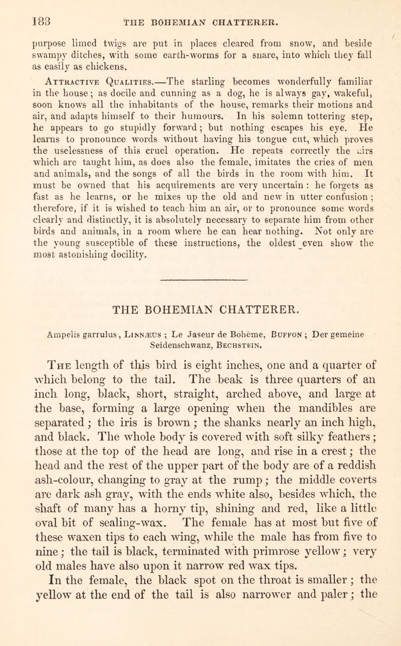 purpose limed tAvigs are put in places cleared from snow, and beside swampy ditches, with some earth-worms for a snare, into Avhich they fall as easily as chickens. Attractive Qualities.—The starling becomes wonderfully familiar in the house; as docile and cunning as a dog, he is alw’ays gay, wakeful, soon knoAA's all the inhabitants of the house, remarks their motions and air, and adapts himself to their humours. In his solemn tottering step, he appears to go stupidly forward; but nothing escapes his eye. He learns to pronounce words Avithout having his tongue cut, which proves the uselessness of this cruel operation. He repeats correctly the airs which are taught him, as does also the female, imitates the cries of men and animals, and the songs of all the birds in the room AA’ith him. It must be owned that his acquirements are very uncertain : he forgets as fast as he learns, or he mixes up the old and new in utter confusion ; therefore, if it is wished to teach him an air, or to pronounce some AA’ords clearly and distinctly, it is absolutely necessary to separate him from other birds and animals, in a room where he can hear nothing. Not only are the young susceptible of these instructions, the oldest _even shoAV the most astonishing docility. THE BOHEMIAN CHATTERER. Ampelis garrulus, Linnaeus ; Le Jaseur de Bolieme, Bufkon ; Der gemeine Seidenschwanz, Bechstein. The length of this bird is eight inches, one and a quarter of which belong to the tail. The beak is three quarters of an inch long, black, short, straight, arched above, and large at the base, forming a large opening when the mandibles are separated ; the iris is brown ; the shanks nearly an inch high, and black. The whole body is covered with soft silky feathers; those at the top of the head are long, and rise in a crest; the head and the rest of the upper part of the body are of a reddish ash-colour, changing to gray at the rump; the middle coverts are dark ash gray, with the ends Avhite also, besides Avhich, the shaft of many has a horny tip, shining and red, like a little oval bit of sealing-wax. The female has at most but five of these waxen tips to each wing, while the male has from five to nine; the tail is black, terminated with primrose yellow; very old males have also upon it narrow red wax tips. In the female, the black spot on the throat is smaller ; the yellow at the end of the tail is also narrower and paler; the