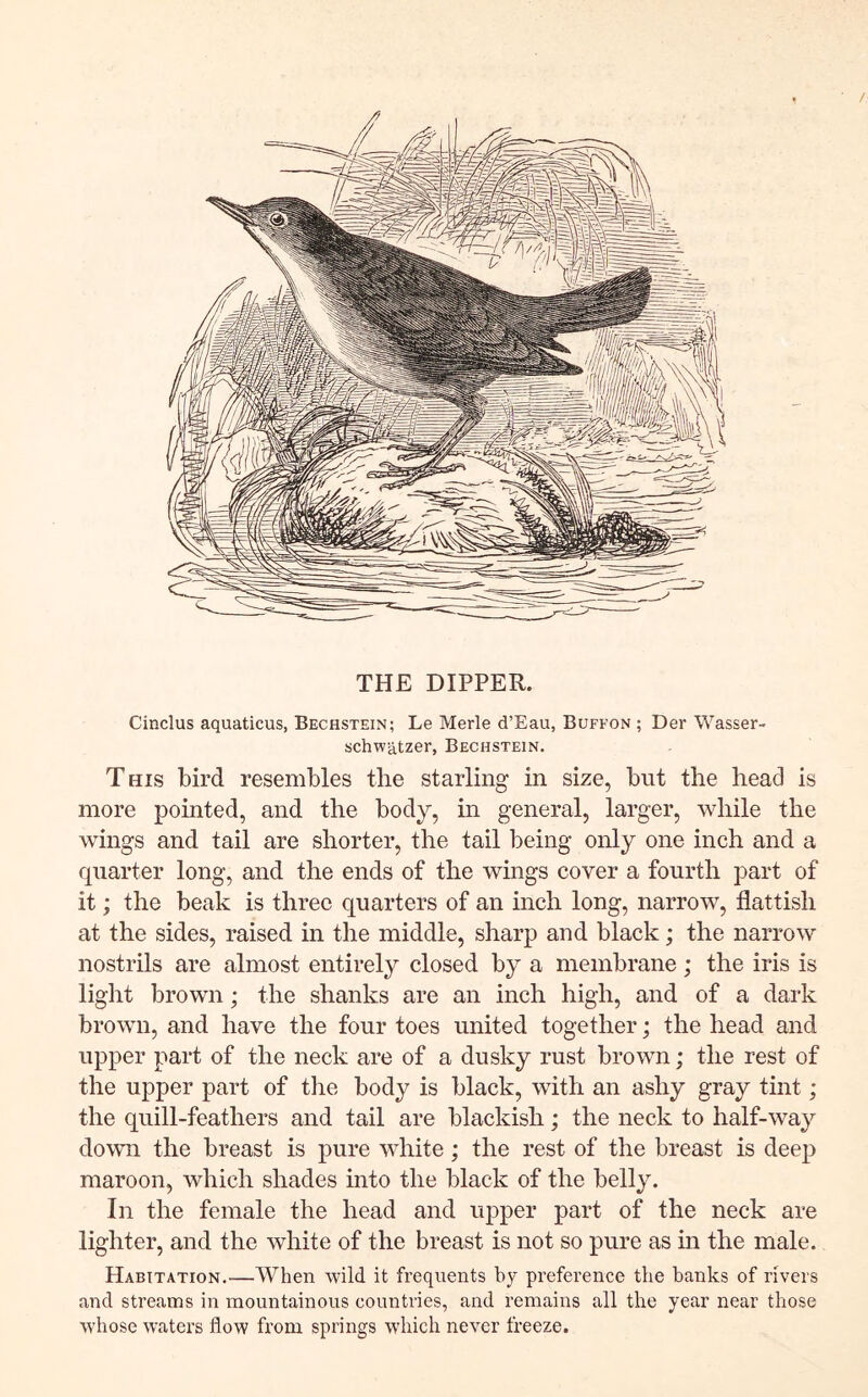 / THE DIPPER. Cinclus aquaticus, Bechstein; Le Merle d’Eau, Buffon ; Der Wasser- schwatzer, Bechstein. This bird resembles the starling in size, but the head is more pointed, and the body, in general, larger, while the wings and tail are shorter, the tail being only one inch and a quarter long, and the ends of the wings cover a fourth part of it; the beak is three quarters of an inch long, narrow, flattish at the sides, raised in the middle, sharp and black; the narrow nostrils are almost entirely closed by a membrane; the iris is light brown; the shanks are an inch high, and of a dark brown, and have the four toes united together; the head and upper part of the neck are of a dusky rust brown; the rest of the upper part of the body is black, with an ashy gray tint ; the quill-feathers and tail are blackish; the neck to half-way down the breast is pure white; the rest of the breast is deep maroon, which shades into the black of the belly. In the female the head and upper part of the neck are lighter, and the white of the breast is not so pure as in the male. Habitation.—When wild it frequents by preference the banks of rivers and streams in mountainous countries, and remains all the year near those whose waters flow from springs which never freeze.