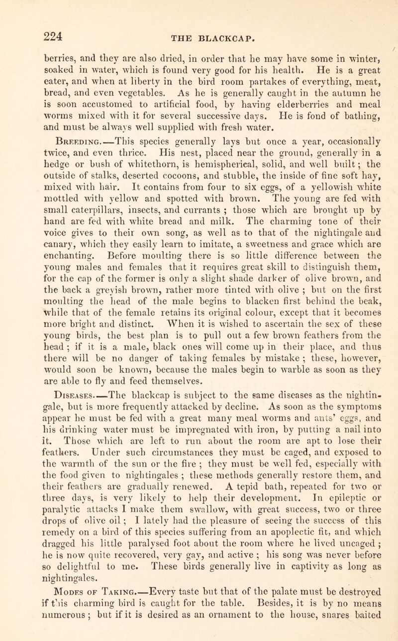 berries, and they are also dried, in order that he may have some in winter, soaked in water, which is found very good for his health. He is a great eater, and when at liberty in the bird room partakes of everything, meat, bread, and even vegetables. As he is generally caught in the autumn he is soon accustomed to artificial food, by having elderberries and meal worms mixed with it for several successive days. He is fond of bathing, and must be always well supplied with fresh water. Breeding This species generally lays but once a year, occasionally twice, and even thrice. His nest, placed near the ground, generally in a hedge or bush of whitethorn, is hemispherical, solid, and well built; the outside of stalks, deserted cocoons, and stubble, the inside of fine soft hay, mixed with hair. It contains from four to six eggs, of a yellowish w'hite mottled with yellow and spotted with brown. The young are fed with small caterpillars, insects, and currants ; those which are brought up by hand are fed with white bread and milk. The charming tone of their voice gives to their own song, as W'ell as to that of the nightingale and canary, which they easily learn to imitate, a sweetness and grace which are enchanting. Before moulting there is so little difference between the young males and females that it requires great skill to distinguish them, for the cap of the former is only a slight shade darker of olive brown, and the back a greyish brown, rather more tinted with olive ; but on the first moulting the head of the male begins to blacken first behind the beak, while that of the female retains its original colour, except that it becomes more bright and distinct. When it is wished to ascertain the sex of these young bii'ds, the best plan is to pull out a few brown feathers from the head ; if it is a male, black ones will come up in their place, and thus there will be no danger of taking females by mistake ; these, however, would soon be known, because the males begin to warble as soon as they are able to fly and feed themselves. Diseases The blackcap is subject to the same diseases as the nightin- gale, but is more frequently attacked by decline. As soon as the symptoms appear he must be fed with a great many meal worms and ants egg.s, and his drinking water must be impregnated with iron, by putting a nail into it. Those which are left to run about the room are apt to lose their feathers. Under such circumstances they must be caged, and exposed to the warmth of the sun or the fire ; they must be well fed, especially with the food given to nightingales ; these methods generally restore them, and their feathers are gradually renewed. A tepid bath, repeated for two or three days, is very likely to help their development. In epileptic or paralytic attacks I make them swallow, with great success, two or three drops of olive oil ; I lately had the pleasure of seeing the success of this remedy on a bird of this species suffering from an apoplectic fit, and which dragged his little paralysed foot about the room where he lived uncaged ; he is now quite recovered, very gay, and active ; his song was never before so delightful to me. These birds generally live in captivity as long as nightingales. Modes of Taking.—Every taste but that of the palate must be destroyed if t’lis charming bird is caught for the table. Besides, it is by no means numerous; but if it is desired as an ornament to the house, snares baited