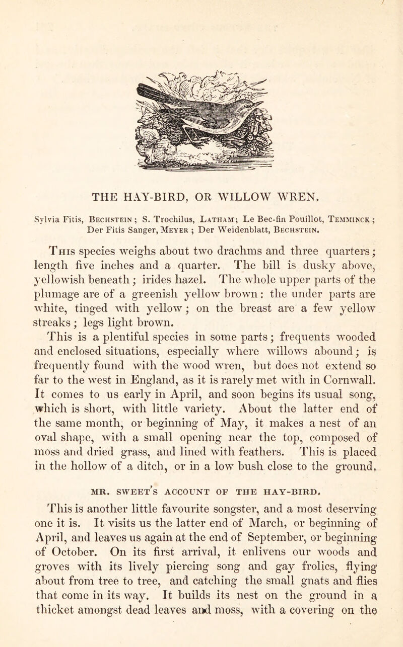 THE HAY-BIRD, OR WILLOW WREN. Sylvia Fitis, Bechstein ; S. Trochilus, Latham; Le Bec-fin Pouillot, Temminck ; Der FiLis Sanger, Meyer ; Der Weidenblatt, Bechstein. This species weighs about two drachms and three quarters; length five inches and a quarter. The bill is dusky above, yellowish beneath; irides hazel. The whole upper parts of the jilumage are of a greenish yellow brown: the under parts are white, tinged with yellow; on the breast are a few yellow streaks ; legs light brown. This is a plentiful species in some parts; frequents wooded and enclosed situations, especially where willows abound; is frequently found with the wood wren, but does not extend so far to the west in England, as it is rarely met with in Cornwall. It comes to us early in April, and soon begins its usual song, which is short, with little variety. About the latter end of the same month, or beginning of May, it makes a nest of an oval shape, with a small opening near the top, composed of moss and dried grass, and lined with feathers. This is placed in the hollow of a ditch, or m a low bush close to the ground. MR. sweet’s account OF THE HAY-BIRD. This is another little favourite songster, and a most deserving one it is. It visits us the latter end of March, or beginning of April, and leaves us again at the end of September, or beginning of October. On its first arrival, it enlivens our woods and groves with its lively piercing song and gay frolics, flying about from tree to tree, and catching the small gnats and flies that come in its way. It builds its nest on the ground in a thicket amongst dead leaves and moss, with a covering on the