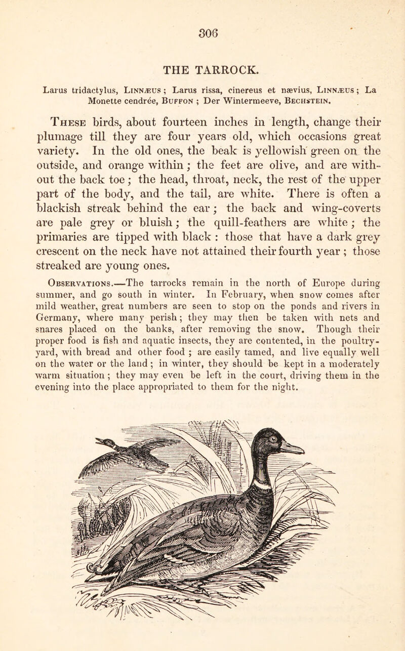 / 806 THE TARROCK. Larus tridactylus, Linnaeus ; Larus rissa, cinereus et naevius, Linn^us ; La Monette cendree, Buffon ; Der Wintermeeve, Bechstein, These birds, about fourteen inclies in length, change their plumage till they are four years old, which occasions great variety. In the old ones, the beak is yellowish green on the outside, and orange within; the feet are olive, and are with- out the back toe; the head, throat, neck, the rest of the upper- part of the body, and the tail, are white. There is often a blackish streak behind the ear; the back and wing-coverts are pale grey or bluish; the quill-feathers are white; the primaries are tijrped with black : those that have a dark grey crescent on the neck have not attained their fourth year ; those streaked are young ones. Observations.—The tarrocks remain in the north of Europe during summer, and go south in winter. In February, when snow comes after mild weather, great numbers are seen to stop on the ponds and rivers in Germany, where many perish; they may then be taken with nets and snares placed on the banks, after removing the snow. Though their proper food is fish and aquatic insects, they are contented, in the poultry- yard, with bread and other food ; are easily tamed, and live equally well on the water or the land; in winter, they should be kept in a moderately warm situation ; they may even be left in the court, driving them in the evening into the place appropriated to them for the night.