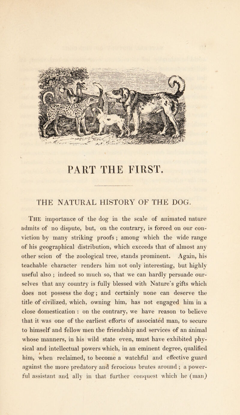 PART THE FIRST. THE NATURAL HISTORY OF THE DOG. The importance of the dog in the scale of animated nature admits of no dispute, but, on the contrary, is forced on our con- viction by many striking proofs ; among which the wide range of his geographical distribution, which exceeds that of almost any other scion of the zoological tree, stands prominent. Again, his teachable character renders him not only interesting, but highly useful also ; indeed so much so, that we can hardly persuade our- selves that any country is fully blessed with Nature’s gifts which does not possess the dog; and Certainly none can deserve the title of civilized, which, owning him, has not engaged him in a close domestication : on the contrary, we have reason to believe that it was one of the earliest efforts of associated man, to secure to himself and fellow men the friendship and services of an animal whose manners, in his wild state even, must have exhibited phy- sical and intellectual powers which, in an eminent degree, qualified I him, when reclaimed, to become a watchful and effective guard against the more predatory and ferocious brutes around ; a power- ful assistant and ally in that further comjuest which he (man)
