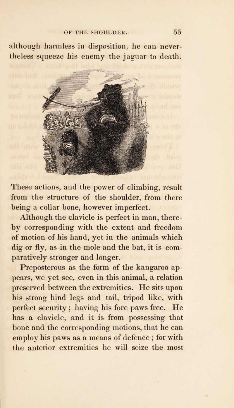 although harmless in disposition, he can never- theless squeeze his enemy the jaguar to death. These actions, and the power of climbing, result from the structure of the shoulder, from there being a collar bone, however imperfect. Although the clavicle is perfect in man, there- by corresponding with the extent and freedom of motion of his hand, yet in the animals which dig or fly, as in the mole and the bat, it is com- paratively stronger and longer. Preposterous as the form of the kangaroo ap- pears, we yet see, even in this animal, a relation preserved between the extremities. He sits upon his strong hind legs and tail, tripod like, with perfect security ; having his fore paws free. He has a clavicle, and it is from possessing that bone and the corresponding motions, that he can employ his paws as a means of defence ; for with the anterior extremities he will seize the most