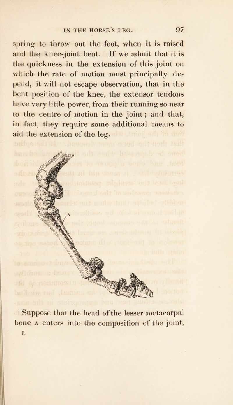 spring to throw out the foot, when it is raised and the knee-joint bent. If we admit that it is the quickness in the extension of this joint on which the rate of motion must principally de- pend, it will not escape observation, that in the bent position of the knee, the extensor tendons have very little power, from their running so near to the centre of motion in the joint; and that, in fact, they require some additional means to aid the extension of the leg. Suppose that the head of the lesser metacarpal bone A enters into the composition of the joint, L