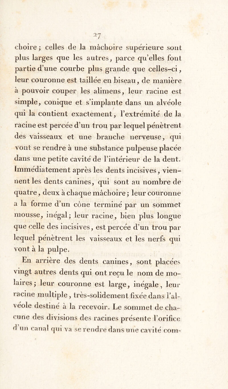 2n choire ; celles de la mâchoire supérieure sont plus larges que les autres, parce qu’elles font partie d’une courbe plus grande que celles-ci, leur couronne est taillée en biseau , de manière à pouvoir couper les alimens, leur racine est simple, conique et s’implante dans un alvéole qui la contient exactement , l’extrémité de la racine est percée d’un trou par lequel pénètrent des vaisseaux et une branche nerveuse, qui vont se rendre à une substance pulpeuse placée dans une petite cavité de l’intérieur de la dent. Immédiatement après les dents incisives, vien¬ nent les dents canines, qui sont au nombre de quatre, deux à chaque mâchoire ; leur couronne a la forme d’un cône terminé par un sommet mousse, inégal; leur racine, bien plus longue que celle des incisives, est percée d’un trou par lequel pénètrent les vaisseaux et les nerfs qui vont à la pulpe. En arrière des dents canines, sont placées vingt autres dents qui ont reçu le nom de mo¬ laires; leur couronne est large, inégale, leur racine multiple, très-solidement fixée dans l’al¬ véole destiné a la recevoir. Le sommet de cha¬ cune des divisions des racines présente l’orifice d un ca nal qui va se rendre dans une cavité corn-