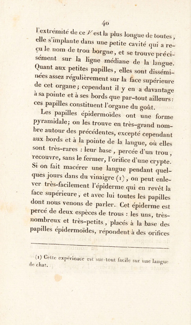 l’extrenme de ce /-est la plus longue de toutes, e e s implante dans une petite cavité qui a re¬ çu le nom de trou borgne, et se trouve préci¬ sément sur la ligne médiane de la langue. Quant aux petites papilles, elles sont dissémi¬ nées assez régulièrement sur la face supérieure e cet organe; cependant il y en a davantage a sa pointe et à ses bords que par-tout ailleurs : ces papilles constituent l’organe du goût. Les papilles épidermoïdes ont une forme pyramidale; on les trouve en très-grand nom¬ me autour des précédentes, excepté cependant aux bords et à la pointe de la langue, où elles sont très-rares : leur base , percée d’un trou recouvre, sans le fermer, l’orifice d’une crypte! Si on fait macérer une langue pendant quel¬ ques jours dans du vinaigre (,) , on peut enle¬ ver tres-facilement l’épiderme qui en revêt la face supérieure, et avec lui toutes les papilles dont nous venons de parler. Cet épiderme est percé de deux espèces de trous : les uns, très- nombreux et très-petits , placés à la base des papilles epidermoïdes, répondent à des orifices (0 Celte expérience est sur-tout facil de chat. île sur une langue