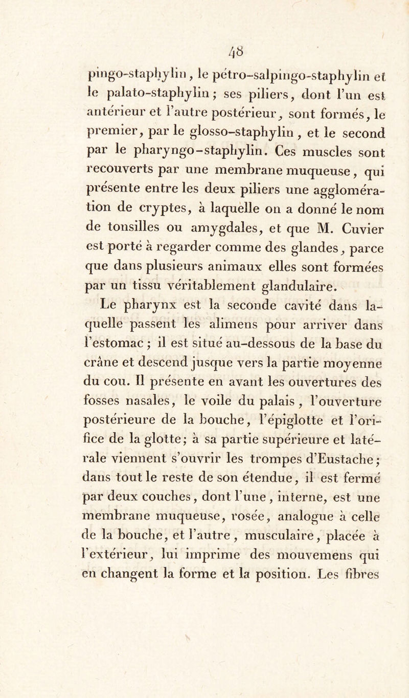 pingo-staphylin, le pétro-salpingo-staphylin eî le palato-staphylin ; ses piliers, dont l’un est anterieur et l’autre postérieur, sont formés, le premier, par le glosso-staphylin , et le second par le pharyngo-staphylin. Ces muscles sont recouverts par une membrane muqueuse, qui présente entre les deux piliers une aggloméra¬ tion de cryptes, à laquelle on a donné le nom de tonsilles ou amygdales, et que M. Cuvier est porté à regarder comme des glandes, parce que dans plusieurs animaux elles sont formées par un tissu véritablement glandulaire. Le pharynx est la seconde cavité dans la¬ quelle passent les alimens pour arriver dans l’estomac ; il est situé au-dessous de la base du crâne et descend jusque vers la partie moy enne du cou. Il présente en avant les ouvertures des fosses nasales, le voile du palais , l’ouverture postérieure de la bouche, l’épiglotte et l’ori¬ fice de la glotte ; h sa partie supérieure et laté¬ rale viennent s’ouvrir les trompes d’Eustache ; dans tout le reste de son étendue, il est fermé par deux couches, dont l’une , interne, est une membrane muqueuse, rosée, analogue à celle de la bouche, et l’autre , musculaire, placée à l’extérieur, lui imprime des mouvemens qui en changent la forme et la position. Les fibres