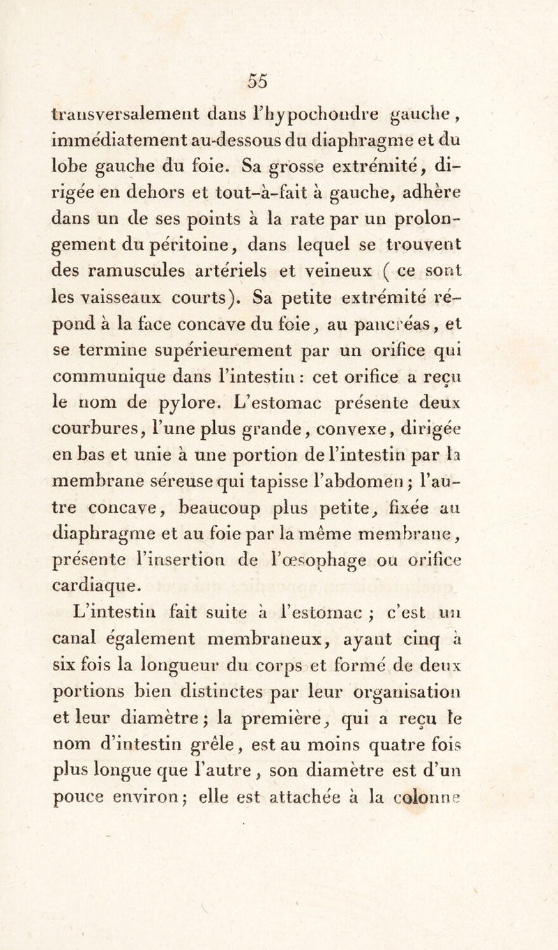 transversalement dans l’hypochondre gauche , immédiatement au-dessous du diaphragme et du lobe gauche du foie. Sa grosse extrémité, di¬ rigée en dehors et tout-à-fait à gauche, adhère dans un de ses points à la rate par un prolon¬ gement du péritoine, dans lequel se trouvent des ramuscules artériels et veineux ( ce sont les vaisseaux courts). Sa petite extrémité ré¬ pond à 1a. face concave du foie, au pancréas, et se termine supérieurement par un orifice qui communique dans l’intestin : cet orifice a reçu le nom de pylore. L’estomac présente deux courbures, Furie plus grande, convexe, dirigée en bas et unie à une portion de l’intestin par la membrane séreuse qui tapisse l’abdomen; l’au¬ tre concave, beaucoup plus petite, fixée au diaphragme et au foie par la même membrane, présente F insertion de l’œsophage ou orifice cardiaque. L’intestin fait suite à l’estomac ; c’est un canal également membraneux, ayant cinq à six fois la longueur du corps et formé de deux portions bien distinctes par leur organisation et leur diamètre; la première, qui a reçu le nom d’intestin grêle, est au moins quatre fois plus longue que l’autre , son diamètre est d’un pouce environ; elle est attachée à la colonne V