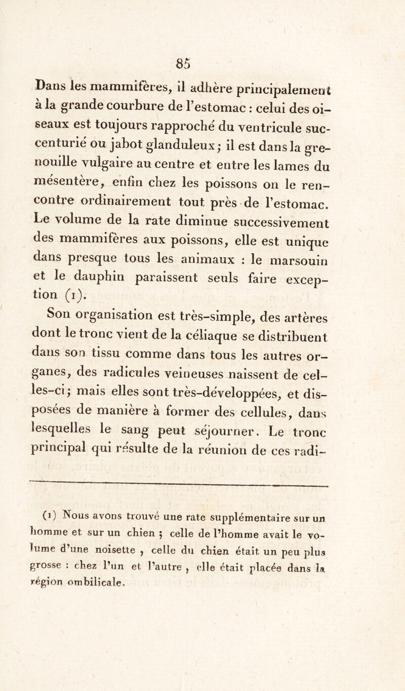 Dans les mammifères, il adhère principalement à la grande courbure de l’estomac : celui des oi- seaux est toujours rapproche du ventricule suc- centurie ou jabot glanduleux ; il est dans la gre¬ nouille vulgaire au centre et entre les lames du mésentère, enfin chez les poissons on le ren¬ contre ordinairement tout près de l’estomac. Le volume de la rate diminue successivement des mammifères aux poissons, elle est unique dans presque tous les animaux : le marsouin et le dauphin paraissent seuls faire excep¬ tion (i). Son organisation est très-simple, des artères dont le tronc vient de la céliaque se distribuent dans son tissu comme dans tous les autres or¬ gues* des radicules veineuses naissent de cel¬ les-ci; mais elles sont très-développées, et dis¬ posées de manière à former des cellules, dans lesquelles le sang peut séjourner. Le tronc principal qui resuite de la réunion de ces radi- (i) INous avons trouve une rate supplémentaire sur un homme et sur un chien ; celle de l’homme avait le vo¬ lume d’une noisette , celle du chien était un peu plus grosse : chez l’un et l’autre , elle était placée dans la région ombilicale.