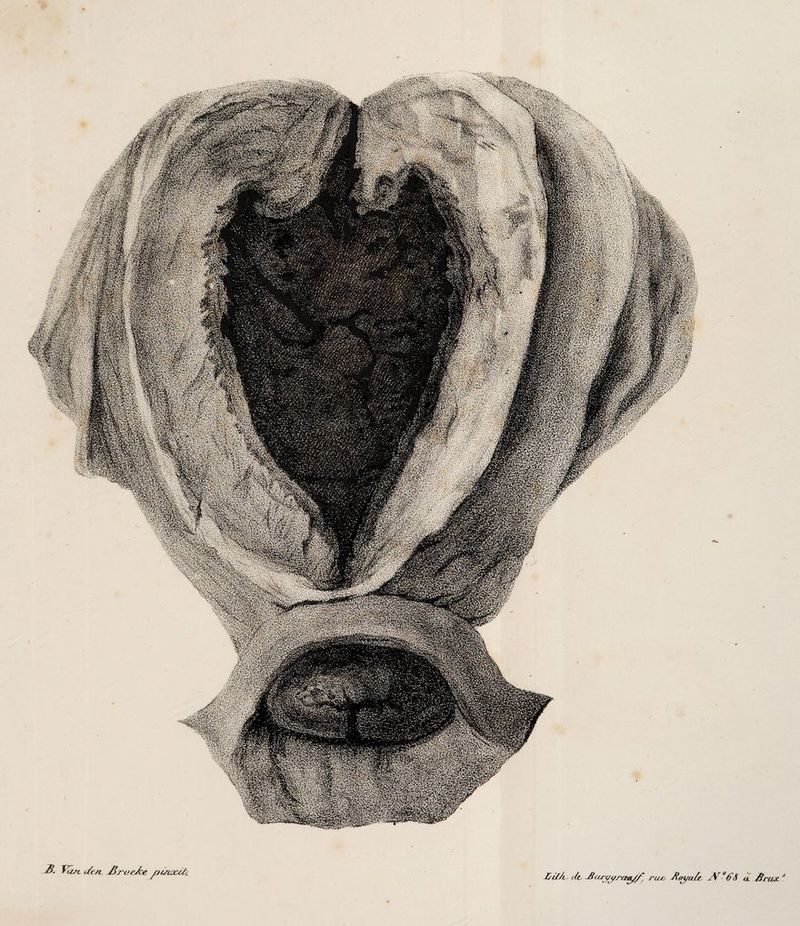B. i/e/L BroeAe üi/A . clcrice, jV&S o. Brn,x.
