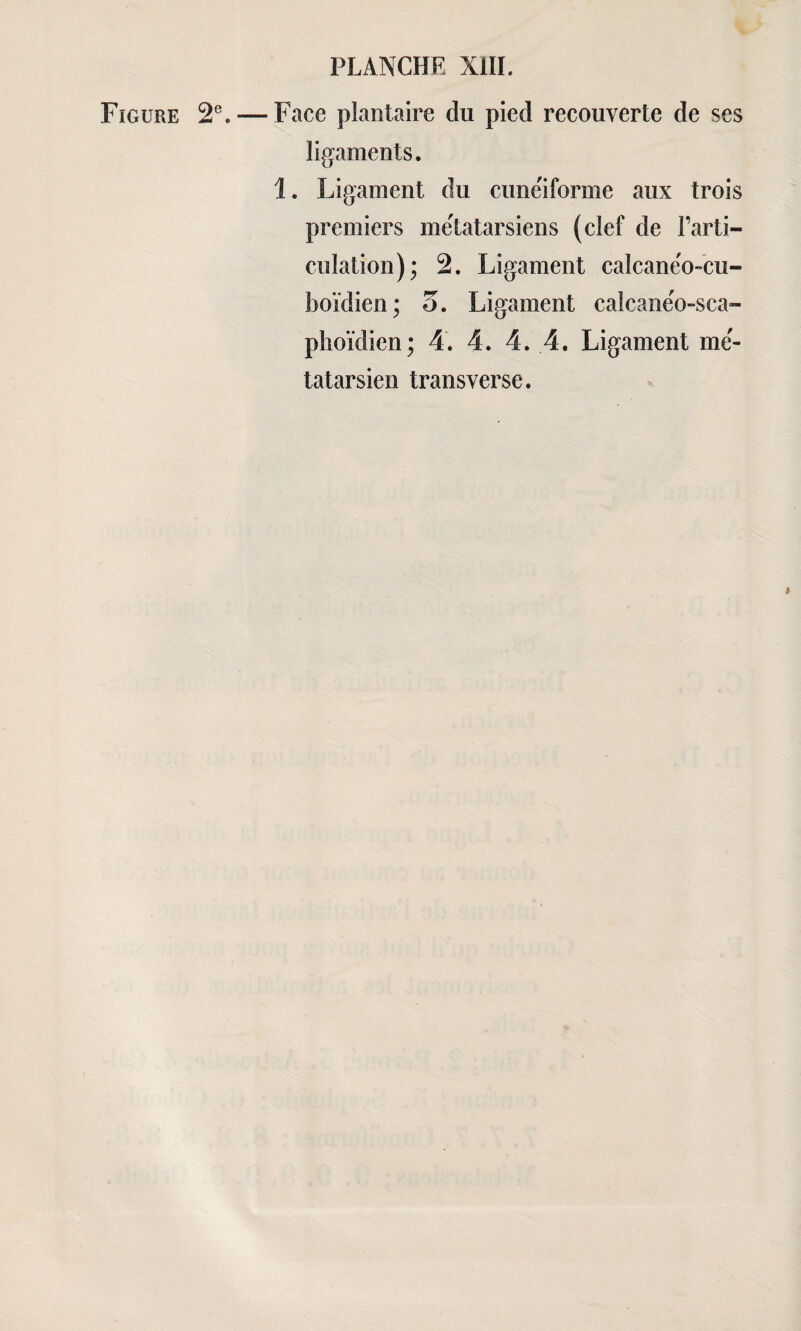 Figure 2e.— Face plantaire du pied recouverte de ses ligaments. 1. Ligament du cunéiforme aux trois premiers me'tatarsiens (clef de Farti- culation); 2. Ligament calcanëo-cu- boïdien; 5. Ligament calcane'o-sca- phoïdien; 4. 4. 4. 4. Ligament mé- tatarsien transverse. j