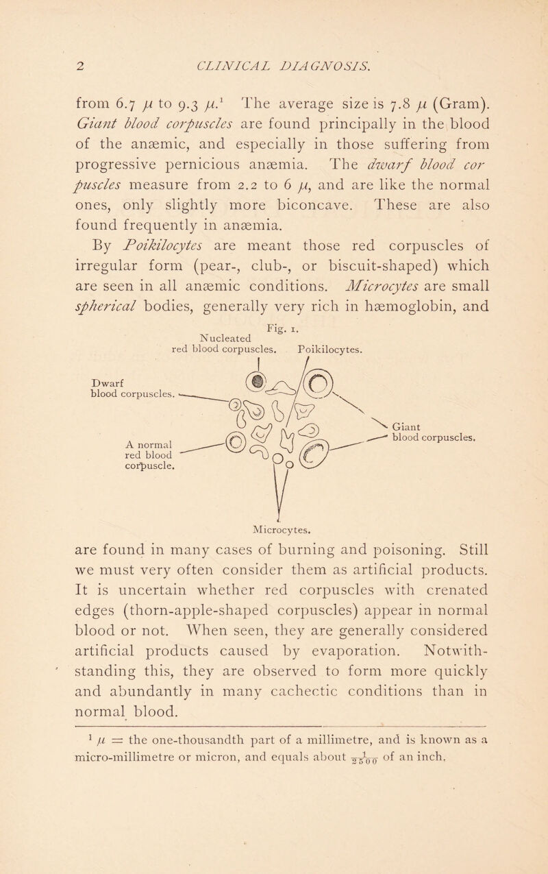 from 6.7 ja to 9.3 ja.1 The average size is 7.8 ji (Gram). Giant blood corpuscles are found principally in the blood of the anaemic, and especially in those suffering from progressive pernicious anaemia. The dwarf blood cor puscles measure from 2.2 to 6 ja, and are like the normal ones, only slightly more biconcave. These are also found frequently in anaemia. By Poikilocytes are meant those red corpuscles of irregular form (pear-, club-, or biscuit-shaped) which are seen in all anaemic conditions. Microcytes are small spherical bodies, generally very rich in haemoglobin, and Fig. 1. Nucleated red blood corpuscles. Poikilocytes. Dwarf blood corpuscles. A normal red blood corpuscle. 'N>v Giant „—blood corpuscles. Microcytes. are found in many cases of burning and poisoning. Still we must very often consider them as artificial products. It is uncertain whether red corpuscles with crenated edges (thorn-apple-shaped corpuscles) appear in normal blood or not. When seen, they are generally considered artificial products caused by evaporation. Notwith¬ standing this, they are observed to form more quickly and abundantly in many cachectic conditions than in normal blood. 1 /£ = the one-thousandth part of a millimetre, and is known as a micro-millimetre or micron, and equals about Moo °f an inch-