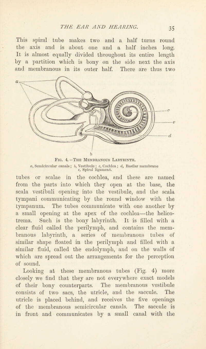 This spiral tube makes two and a half turns round the axis and is about one and a half inches long. It is almost equally divided throughout its entire length by a partition which is bony on the side next the axis and membranous in its outer half. There are thus two Fig. 4. —The Membeanous Labyrinth. a, Semicircular canals ; h, Vestibule ; c, Cochlea ; d, Basilar membrane e, Spiral ligament. tubes or scalae in the cochlea, and these are named from the parts into which they open at the base, the scala vestibuli opening into the vestibule, and the scala tympani communicating by the round window with the tympanum. The tubes communicate with one another by a small opening at the apex of the cochlea—the helico- trema. Such is the bony labyrinth. It is filled with a clear fluid called the perilymph, and contains the mem¬ branous labyrinth, a series of membranous tubes of similar shape floated in the perilymph and filled with a similar fluid, called the endolymph, and on the walls of which are spread out the arrangements for the perception of sound. Looking at these membranous tubes (Fig. 4) more closely we find that they are not everywhere exact models of their bony counterparts. The membranous vestibule consists of two sacs, the utricle, and the saccule. The utricle is placed behind, and receives the five openings of the membranous semicircular canals. The saccule is in front and communicates by a small canal with the