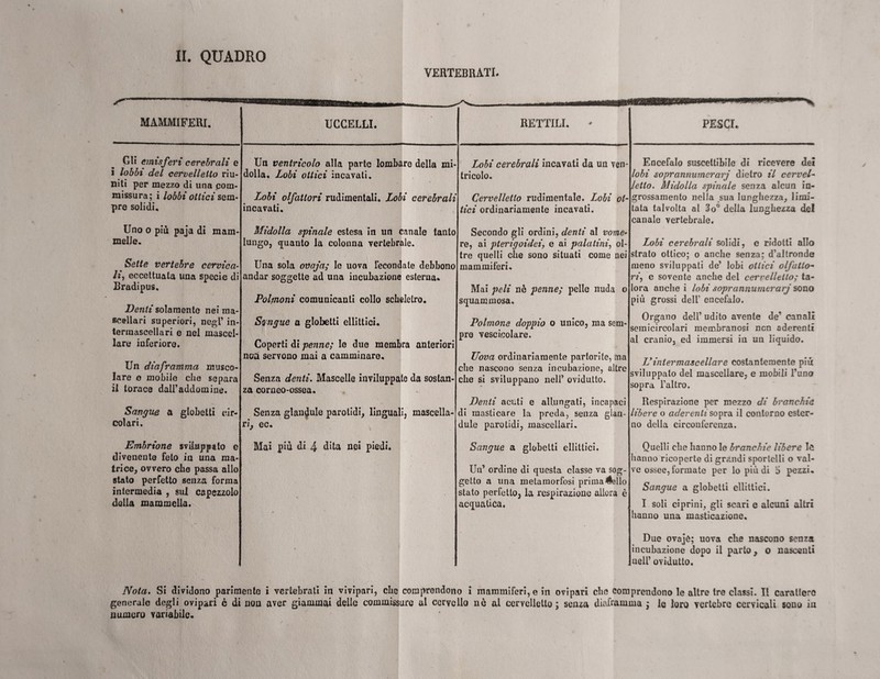 VERTEBRATI. MAMMIFERI. Gli emisferi cerebrali e i lobbi del cervelletto riu¬ niti per mezzo di una com- missura; i lobbi ottici sem¬ pre solidi. RETTILI, Un ventricolo alla parte lombare della mi dolla. Lobi ottici incavati. > \ .d t Lobi olfattori rudimentali. Lobi cerebrali incavati. Lobi cerebrali incavati da un ven tricolo. Cervelletto rudimentale. Lobi ot¬ tici ordinariamente incavati. Uno o più paia di mam¬ melle. Sette vertebre cervica¬ li, eccettuata una specie di Rradipus. Denti solamente nei ma¬ scellari superiori, negl’ in- terraascellari e nel mascel¬ lare inferiore. Un diaframma musco¬ lare e mobile che separa il torace daU’addomine. Midolla spinale estesa in un canale tanto lungo, quanto la colonna vertebrale. Una sola ovaja; le uova fecondate debbono andar soggette ad una incubazione esterna. Polmoni comunicanti collo scheletro. Secondo gli ordini, denti al vome¬ re, ai pterigoidei, e ai palatini, ol¬ tre quelli che sono situati come nei mammiferi. Mai peli nè penne; pelle nuda o squammosa. Sangue a globelti ellittici. Coperti di penne; le due membra anteriori nea servono mai a camminare. Senza denti. Mascelle inviluppate da sostan¬ za corneo-ossea. Polmone doppio o unico, ma sem¬ pre vescicolare. TIova ordinariamente partorite, ma che nascono senza incubazione, altre che si sviluppano nell’ ovidutto. Sangue a globetti colari. uir- Senza glandule parotidi, linguali, mascella¬ ri, ec. Denti acuti e allungati, incapaci di masticare la preda, senza glan¬ dule parotidi, mascellari. Embrione sviluppato e divenente feto in una ma¬ trice, ovvero che passa allo stato perfetto senza forma intermedia , sui capezzolo della mammella. Mai piu di 4 dita nei piedi. Sangue a globetti ellittici. Un’ ordine di questa classe va sog¬ getto a una metamorfosi primario stato perfetto, la respirazione allora è acquatica. wm PESCI* Encefalo suscettibile di ricevere dei lobi soprannumerarj dietro il cervel~ letto. Midolla spinale senza alcun in¬ grossamento nella sua lunghezza, limi¬ tata talvolta al 3o° della lunghezza del canale vertebrale. Lobi cerebrali solidi, e ridotti allo strato ottico; o anche senza; d’altronde meno sviluppati de’ lobi ottici olfatto- ri, e sovente anche del cervelletto; ta¬ lora anche i lobi sopr annumerarj sono più grossi dell’ encefalo. Organo dell’ udito avente de’ canali semicircolari membranosi ncn aderenti al cranio, ed immersi in un liquido. Ly inter mascellare costantemente piu sviluppato del mascellare, e mobili l’uno sopra l’altro. Respirazione per mezzo di branchie libere o aderentisopra il contorno ester¬ no della circonferenza. Quelli che hanno le branchie libere le hanno ricoperte di grandi sportelli o val¬ ve ossee, formate per lo più di ìj pezzi. Sangue a globetti ellittici. I soli ciprini, gli scari e alcuni altri hanno una masticazione. Due ovajè; uova che nascono senza Ìincubazione dopo il parto, o nascenti nell’ ovidutto. Nota. Si dividono parimente i vertebrati in vivipari, clic comprendono i mammiferi, e in ovipari che comprendono le altre tre classi. Il carattere generale degli ovipari è di non aver giammai delle commissure ai cervello nè al cervelletto; senza diaframma ; le loro vertebre cervicali sono in numero variabile.