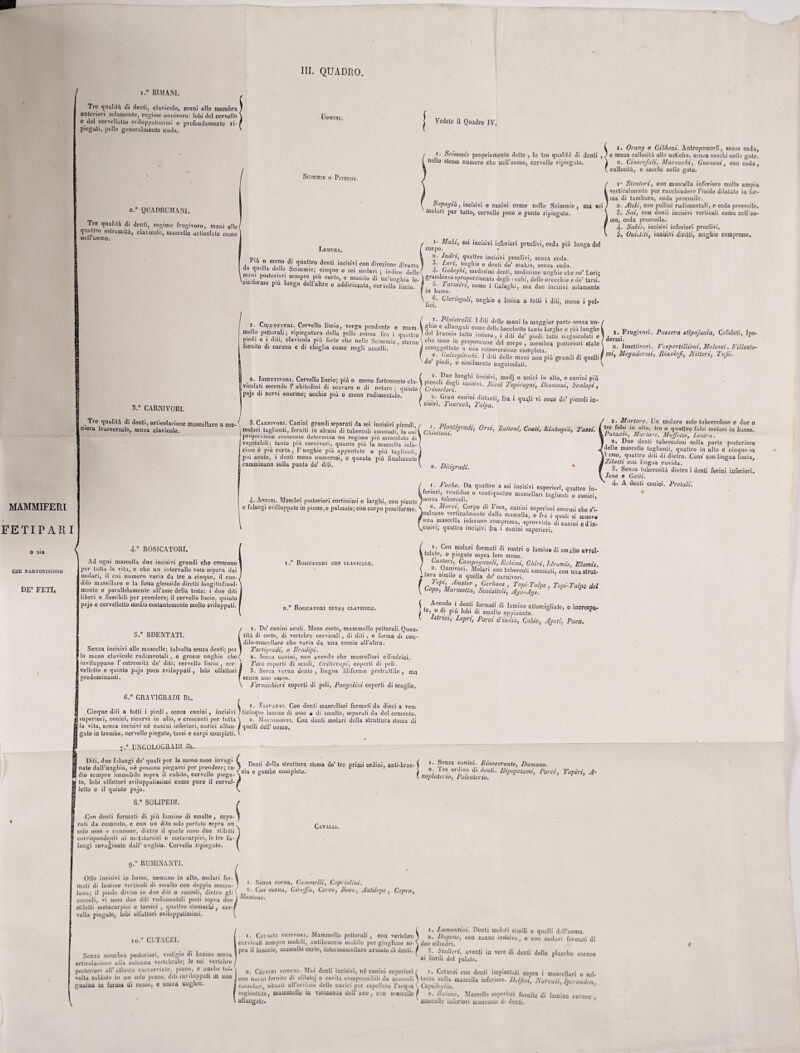 IH. QUADRO. [ i.° BIMANI. Trn qualità di denti, clavicole, mani alle membra anteriori solamente, regime onnivoro: lobi del cervello * c del cervelletto sviluppatissimi c profondamente ri-1 piegati, pelle generalmente nuda. Uomini. Scimmie o Pitpciii, a.0 QUADRUMANI. Tre qualità di denti, regime frugivoro, mani allo/ quattro estremità, clavicole, mascelle articolate corno nell uomo. Lemuri. Più o meno di quattro denti incisivi con direzione diversa da quella delle Scimmie; cinque o sei molari ; indice delle1 mani nndunm>. --_ .. 3 ' ucuc Vedete il Quadro IV, r r. Scimmie propriamente delle , lo Irò qualità di denti nello stesso numero ebe nell’uomo, cervello ripiegalo. Snpagiù, incisivi o canini come nelle Scimmie, molari per tutto, cervello poco o punto ripiegalo. i- Ma/a, sei incisivi inferiori proclivi, coda più lunga del corpo. . * ' D 2. Indrt, quattro incisivi proclivi, senza coda. 3, Lori, unghie c denti de’ makis, senza coda. 4- ^ (j ala.il Ìli. medesimi denti, medesime unghie che ne’ Lori; I. CmsoTTEiir. Cervello liscio, verga pendente o Bara niello pettorali; ripiegatura della pelle estesa fra i quattro piedi e i diti, clavicola più forte ebe nelle Scimmie, sterno fornito di carena e di chiglia come negli uccelli. MAMMIFERI FETIPARI o sia CHE PARTORISCONO DE5 FETI* 3.° CARNIVORI. . Tre qualità di denti, articolazione mascellare a cer mera trasversale, senza clavicole. ( 3. Carnivori. Canini grandi separati da sei incisivi piccoli, .molari taglienti, forniti in alcuni di tubercoli smussati, la culi ! proporzione crescente determina un regime più mescolato ili vegetabili; tanto più carnivori, quanto più la mascella infe-( riore è più corta, 1’ unghie più appuntate e più taglienti, più acute, i denti meno numerosi, e quanto più iinaìmeiile I camminano sulla punta da’ diti. ' G* : Wwtfyradi, Orsi, Mattoni, Coati, Kinkag ìùj Tassi. 4- Anfibi. Membri posteriori cortissimi : falangi sviluppate in pinne,e palmate; c 0 larghi, con pianto con corpo pesciforme 4-° ROSICATORr, Ad ogni mascella due incisivi grandi che crescono! per tutta la vita, e che un intervallo voto separa dai molari, il cui numero varia da tre a cinque, il con-( diio massillare e la tossa glenoide diretti longitudinal¬ mente e parallelamente all’asse della testa: i due diti liberi e flessibili per prendere; il cervello liscio, quinto] pajo e cervelletto medio costantemente molto sviluppati, f 3.° SDENTATI. Senza incisivi alle mascelle; talvolta senza denti; pol¬ lo meno clavicole rudimentali , e grosse unghie che inviluppano l’estremità de’ diti; cervello liscio, cer- » velletto e quinto pajo poco sviluppati, lobi olfattori f predominanti. i.° Rosicàtori con clavicole. 2.0 Rosicàtori spnz4 clavicole. 1. De’canini acuti. Muso corto, mammelle pettorali.Quan* tilà di coste, di vertebre cervicali , di diti , e forma di con¬ dilo-mascellare che vuria da una specie all’altra. Tarlùjradi, o Bradipi. 2. Senza canini, non avendo che mascellari cilindrici, Tatù coperti di scudi, Oritteropi, coperti di peli. 3. Senza vcrun dente , lingua liliforme protrattile , ma senza asse osseo. -7 —. tuw ui smauo appianalo. Ulriet, Lepri, Porci d’india, Cubie, Aguti, Paca. G.° GRAV1GRADI IR,, V Formichieri coperti di peli, Pangolini coperti di scaglie, li. Elefanti. Con denti mascellari formati da dieci a ven. Cinque diti a tutti i piedi, senza canini, incisivi / ticinque lamine di osso 0 di smalto, separali da del cemento, superiori, conici, ricurvi in alto, e crescenti per tutta \ 2. Mastodonti. Con denti melari della struttura stessa di la vita, senza incisivi nè canini inferiori, narici aliun- f quelli dell’ uomo, gate in tromba, cervello piegalo, tarsi e carpi completi. \ 7.° UNGOLOGRADI Ih.. Diti, due falangi do’ quali per lo meno sono I nate dall’unghia, nè possono piegarsi por pren dio sempre immobile sopra il cubito, cervello piega | lo, lobi olfattori sviluppatissimi come pure il cerve! letto e il quinto pajo. 8.” SOLIPEDI. ndè™”?» S Den,! <lo,,a slrullura stessa de’ tre primi ordini, anli-brac- , ’ a ' eia e gambo completo. •'i ( 1. Senza canini. Rinoceronte, Damano. I 2; Tre. orJ,'ne di denti. Ripopolami, Porci, Tapiri, A' I noplateno, Paleatcrio, >11 1 1. Orang e Gibboni. Antropomorfi, senza coda, ' 0 senza callosità alle natiche, senza saecbi nelle gote. | 2. Cinocefali, Macacchi, Gueuoni, con coda, , callosità, c sacelli nelle gote. 1- Stentori, con mascella inferiore molto ampia l verliculmente per racchiudere l’ioide dilatato in for- 1 ma di tamburo, coda preensile. 2. Ateli, con pollici rudimentali, e coda preensile. 3. Sai, con denti incisivi verticali come nell’uo- | ino, coda preensile. 4. Sakix, incisivi inferiori proclivi. li, Cupi ili, incisivi dirifli, unghie compresse. SrC^lrTin corto> e munito di un’ungìiiriè- ) Smezza sproporzionata' degiiVcdu7delle“or1ccìiié ede’ tarsi! torme pm lunga dellaltre e addirizzata, cervello lisci», 1. b' Tar*tért, come i Galagln, ma due incisivi solamente in basso. ■ j; ?• Gheriogoli, unghie a lesina a lutti i diti, meno i poi* Pipistrelli. Iddi delle mani la maggior parto senza un-, 1 ? \lQ,e u .unSa^ come delle bacchette tanto larghe e più lunghe I .e Iaccip tutto intiero, i diti de’ piedi lutti unguicolati e , c le sono in proporzione del corpo , membra posteriori state* I assoggettate a una retroversione completa. 1 2‘ (ja/é°pitecAt. 1 diti delle mani non più grandi di quelli | v de piedi^ c similmento unguicolati, , . 2- Insettivori. Cervello liscio; più 0 meno fortemente eia- ( pic^lfderii mcisi/Tl-’ ° n aU°’ e T'Ì p!-Ù svicolati secondo 1’ abitudini di scavare 0 di notare; quinto / Crisocioni 1 T°PaSmi Desmans, Scalopi, I pajo di nervi enorme; occhio più 0 meno rudimentale,1 1 2. Gran canini ,U„i.,„i- r • r • ! 1.7. caami «istanti, fra 1 quali vi bouo de piccoli in* , cibivi. Tanrech, Talpa. 1 1 ». Frugivori. Passera stipajuola, Cefaloti, Ipo¬ dermi. 2. Insettivori. Vespertillioni, Molossi, Fillosto¬ mi, Megadermi, Dinotif, JYilteri, Tafii. 2. Diiigradi. 1. Foche. Da quadro a sei inoisivi superiori, quattro in¬ terior, vcntidue 0 ventiqualtro mascellari taglienti 0 conici, isenza tubercoli, 1 , a. Morsi, Corpo di Foca, canini superiori enormi ohe s’i- Inalzano verticalmente dalla mascella, e fra i quali si muove 'una mascella interiore compressa, sprovvista di canini e d’in- scì5ivj; quattro incisivi fra i canini superiori, 1. Con molari formati di nastri o lamine di sm silo avvol¬ tolate, 0 piegate sopra loro stesse. Castori, Campagnuoli, Echimi, Ghiri, Idrotnù, Elamis. 2. Unnivon, Molari con tubercoli smussati, con una strut- * tura simile a quella de* carnivori. cL0plMAmUr » J?erioa‘ > Topi-Talpe , Topi-Talpe del Capo, Marmotta, Scoiattoli, Aga-Jge. ' le A'T!0 • <5Ie?t.‘ ,forniati di lamlne attorcigliato, o increspa* | le,_o di pm lobi di smalto appianato. P r * • Martore. Un molare solo tubercoloso e due o tre falsi in alto, tre o quattro falsi molari in basso. \ Puzzole, Martore, Muffe ite. Lontre. I 2, Due denti tubercolosi nella parte posteriore f delle mascelle taglienti, quattro in allo e cinque in \ lasso, quattro diti di dietro. Cani con lingua liscia, fZibetti con lingua ruvida. 3, Senza tuberosità dietro i denti ferini inferiori* Jene e Gatti. 4» A denti conici. Protali. Con denti formali di più lamine di smallo , sopa- 1 rati da cemento, e con un dito solo portato sopra un Cavalli solo osso o cannone, dietro il quale sono due stiletti j corrispondenti ai roc^ a tarsici e metacarpici, le tre là- / Iangi invaginate dall’ unghia. Cervello ripiegato. I o.° RUMINANTI. , ( Otlo incisivi ip basso, nessuno in allo, molari for- \ . .. mali di lamine verticali di smalto con doppia mezza- r' Senza oornn, Cammelli, Capriolimi. luna; il piede diviso in due dili o zoccoli, dietro gli \ , a’ 011 curuu) Girtjju, Cervo, Dove, Antilope, Capra, zoccoli, vi sono due diti rudimentali posti sopra due i /u“toi,e. stiletti metacarpici c tarsici , quattro stomachi, cer■[ vello piegalo, lobi olfattori sviluppatissimi. ^ io.0 CETACEI. Senza membra posteriori, vestigio di bacino senza articolazione alia colonna vertebrale; le sei vertebre posteriori ali’atlante raccorciate, piane, e anche tal* volta saldate in un solo pezzo; diti inviluppati ili una guaina in forma di remo, e senza unghie. i. Cetacei f.riiivori. Mammelle pcltorali , con vertebre 1 cervicali sempre mobili, antibraccio mobile por ginglimo so- j pra il braccio, mascelle corto, iulcrmascollare armato di denti. 2. Cefaiet comuni. Alai denti incisivi, nè canini superiori ( con narici fornite di sfilaloj o cavità compressibili da muscoli ’ I cassulari, situali nll’oriliz.io dello narici por espellere l’acqua < inghiottita, mammelle in vicinanza dell’ ano , con mascelle | \ i allungale. i. Lamantini. Denti molari simili a quelli dell’uomo. ) 2. Vagone, con zanno inoisivc, c con molari formati di I due cilindri. 3. Stellari, aventi in vece di denti delle placche cornee ai bordi del palato* i. Colacci con denti imperniati sopra i mascellari o so!* | tanto sulla mascella inferiore. Delfini, Narvali, Jperaodon, . Capidoglio, 1 1 2. Falene. Mascelle superiori fornite di lamine cornee, ' mascelle inferiori mancanti di denti.