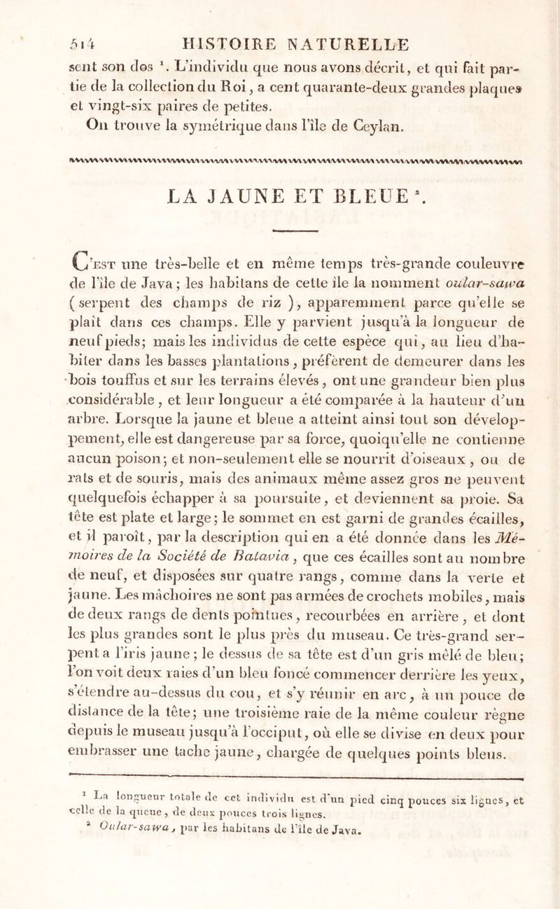 sent son dos \ L’individu que nous avons décrit, et qui fait par- tie de la collection du Roi, a cent quarante-deux grandes plaque» et vingt-six paires de petites. Ou trouve la symétrique dans l’île de Ceylan. IWVVWWV WVW\ WUM(VWW\WA/VWVV\ VMiWlVM WWW VMVMVMMA\V\ UUV\W\ VWW^ VWWVVWVl LA JAUNE ET BLEUE *. C’est une très-belle et en même temps très-grande couleuvre de file de Java; les habilans de cette ile la nomment oular-sawa (serpent des champs de riz ), apparemment parce quelle se plaît dans ces champs. Elle y parvient jusqu’à la longueur de neuf pieds; mais les individus de cette espèce qui, au lieu d’ha- hiter dans les basses plantations, préfèrent de demeurer dans les bois touffus et sur les terrains élevés , ont une grandeur bien plus considérable , et leur longueur a été comparée à la hauteur d’un arbre. Lorsque la jaune et bleue a atteint ainsi tout son dévelop- pement, elle est dangereuse par sa force, quoiqu’elle ne contienne aucun poison; et non-seulement elle se nourrit d’oiseaux , ou de rats et de souris, mais des animaux même assez gros ne peuvent quelquefois échapper à sa poursuite, et deviennent sa proie. Sa tête est plate et large; le sommet en est garni de grandes écailles, et jd paroît, par la description qui en a été donnée dans les Mé- moires de la Société de Batavia, que ces écailles sont au nombre de neuf, et disposées sur quatre rangs, comme dans la verte et jaune. Les mâchoires ne sont pas armées de crochets mobiles, mais de deux rangs de dents pointues, recourbées en arrière , et dont les plus grandes sont le plus près du museau. Ce très-grand ser- pent a l’iris jaune ; le dessus de sa tête est d’un gris mêlé de bleu; 1 on voit deux raies d’un bleu foncé commencer derrière les yeux, setendre au-dessus du cou, et s’y réunir en arc, à un pouce de distance de la tete; une troisième raie de la même couleur règne depuis le museau jusqu’à Iocciput, où elle se divise en deux pour embrasser une tache jaune, chargée de quelques points bleus. La longueur (male de cet individu est d un pied cinq pouces sis lignes, et celle de la queue, de deux pouces trois lignes. a Qular-sawa j par les habitans de l’île de Java.