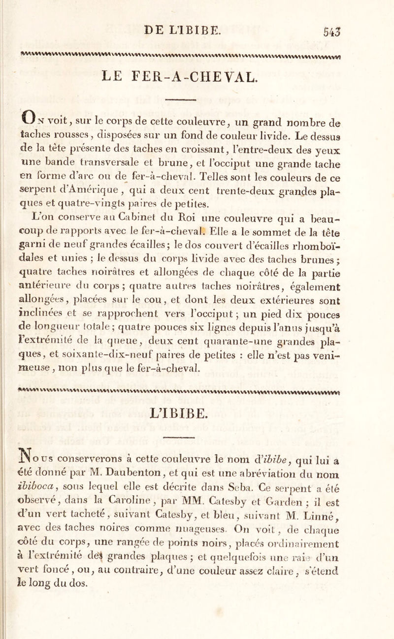 vv» v\ v vwv\> vuw\w< vvwwvw vv> wvvv* v\> wvvvmi v\ vv\ » vv\wuwvnw>vv» v\wv\w? LE FER-A-CHEVAL. LJ N voit, sur le corps de cette couleuvre, un grand nombre de taches rousses, disposées sur un fond de couleur livide. Le dessus de la tete présente des taches en croissant, l’entre-deux des yeux une bande transversale et brune, et l’occiput une grande tache en forme d’arc ou de fer-à-cheval. Telles sont les couleurs de ce serpent d’Amérique, qui a deux cent trente-deux grandes pla- ques et quatre-vingts paires de petites. L’on conserve au Cabmet du Roi une couleuvre qui a beau- coup de rapports avec le fer-à-cheval. Elle a le sommet de la tête garni de neuf grandes écailles; le dos couvert d écaillés rhomboï- dales et unies ; le dessus du corps livide avec des taches brunes; quatre taches noirâtres et allongées de chaque côté de la partie antérieure du corps; quatre autres taches noirâtres, également allongées, placées sur le cou, et dont les deux extérieures sont inclinées et se rapprochent vers l’occiput ; un pied dix pouces de longueur totale; quatre pouces six lignes depuis l’anus jusqu’à l’extrémité de la queue, deux cent quarante-une grandes pla- ques, et soixante-dix-neuf paires de petites : elle n’est pas veni- meuse , non plus que le fer-à-cheval. Wvmv\\w»uhiv»vvvwiww«wivmywwwwwmvwvmw^vmwv\\wv»mvv\wwwvvvvwvV4W L’IBIBE. il o us conserverons à cette couleuvre le nom à'ibibe, qui lui a été donné par M. Daubenton, et qui est une abréviation du nom îbiboca, sous lequel elle est décrite dans Seba. Ce serpent a été observé, dans la Caroline, par MM. Catesby et Garden ; il est d’un vert tacheté, suivant Catesby, et bleu, suivant M. Linné, avec des taches noires comme nuageuses. On voit , de chaque cote du corps, une rangée de points noirs, placés ordinairement à l’extrémité dê\ grandes plaques ; et quelquefois une raie d’un vert foncé, ou, au contraire, d’une couleur assez claire, s'étend le long du dos.