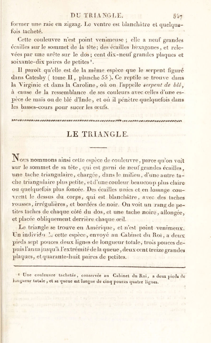 DU TRIANGLE. 5L7 former une raie en zigzag. Le ventre est blanchâtre et quelque-” fois tacheté. Cette couleuvre n’est point venimeuse 5 elle a neuf grandes écailles sur le sommet de la tête; des écailles hexagones, et rele- vées par une arête sur le dos; cent dix-neuf grandes plaques et soixante-dix paires de petites L Il paroît qu’elle est de la même espèce que le serpent figuré dans Gatesby ( tome II, planche 55 ), Ce reptile se trouve dans la Virginie et dans la Caroline, où on l’appelle serpent de blé, à cause de la ressemblance de ses couleurs avec celles d’une es- pèce de maïs ou de blé d’Inde, et où il pénètre quelquefois dans les basses-cours pour sucer les œufs. VVVW W* W^lWIWIW^ WîW\W\ W* \J\J\vv\xwXW/W\vw vV\ VV>/VVli W\ VWWVVV\iVIA'VV%<W\VV^ LE TB.IANGLE. ous nommons ainsi cette espèce de couleuvre, parce qu’on voit sur le sommet de sa tète, qui est garni de neuf grandes écailles, une tache triangulaire, chargée, dans le milieu, d’une autre ta- che triangulaire plus petite, et d’une couleur beaucoup plus claire ou quelquefois plus foncée. Des écailles unies et en losange cou- vrent le dessus du corps, qui est blanchâtre, avec des taches î’ousses, irrégulières, et bordées de noir. On voit un rang de pe- tites taches de chaque coté du dos, et une tache noire, allongée, et placée obliquement derrière chaque œil. Le triangle se trouve en Amérique, et n’est point venimeux, bn individu A cette espèce, envoyé au Cabinet du Roi, a deux pieds sept pouces deux lignes de longueur totale, trois pouces de- puis l’a nus j usqu a l’extrémité de la queue, deux cent treize grandes plaques, et quarante-huit paires de petites. 1 Une couleuvre tachetée, conservée au Cabinet du Roi, a deux pieds de longueur totale , et sa queue est longue de cinq pouces quatre lignes.