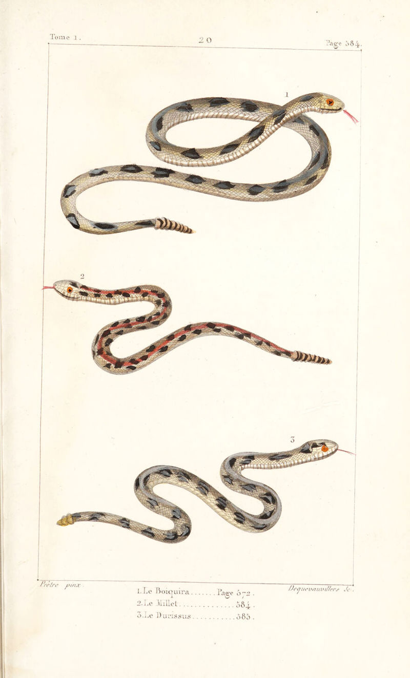 Tome 1. I. Le Boiquira. .. 2.1 ,e Itillet. . . . Ô84 o.Le Ducxssus /reire l’t/lX /)e tj itevattu i/h>r\r Je